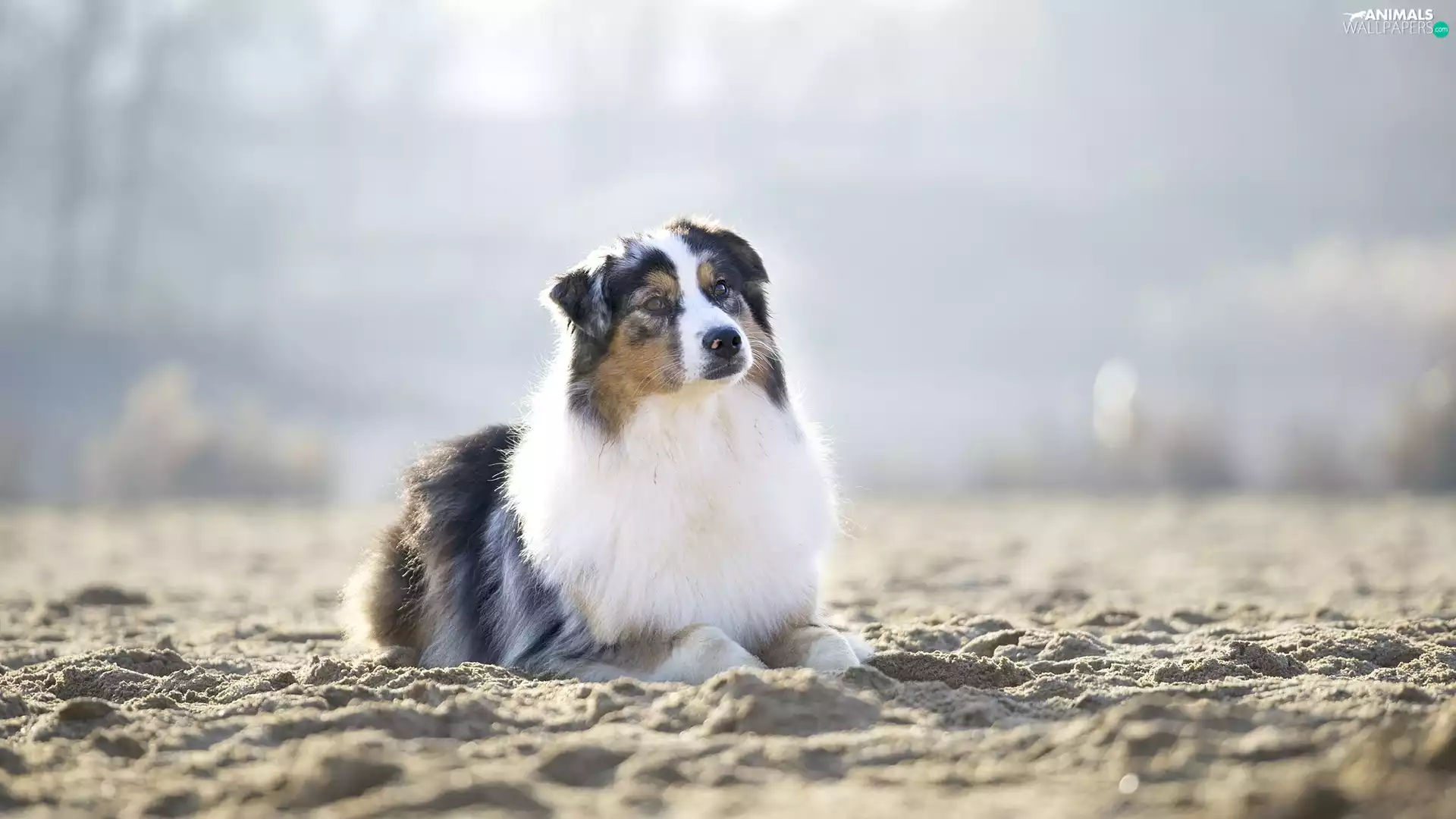 Sand, dog, Australian Shepherd