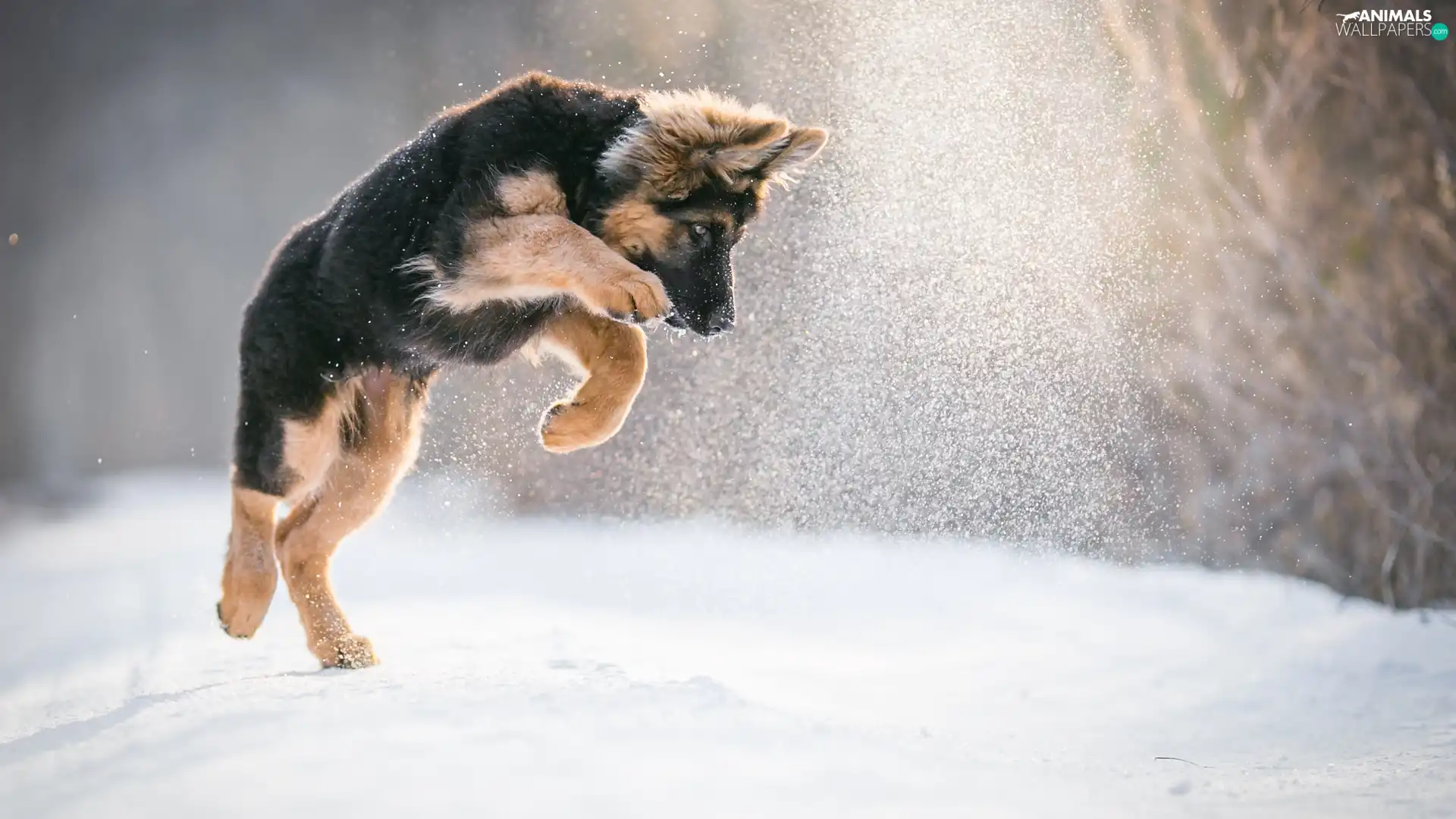 snow, Puppy, German Shepherd