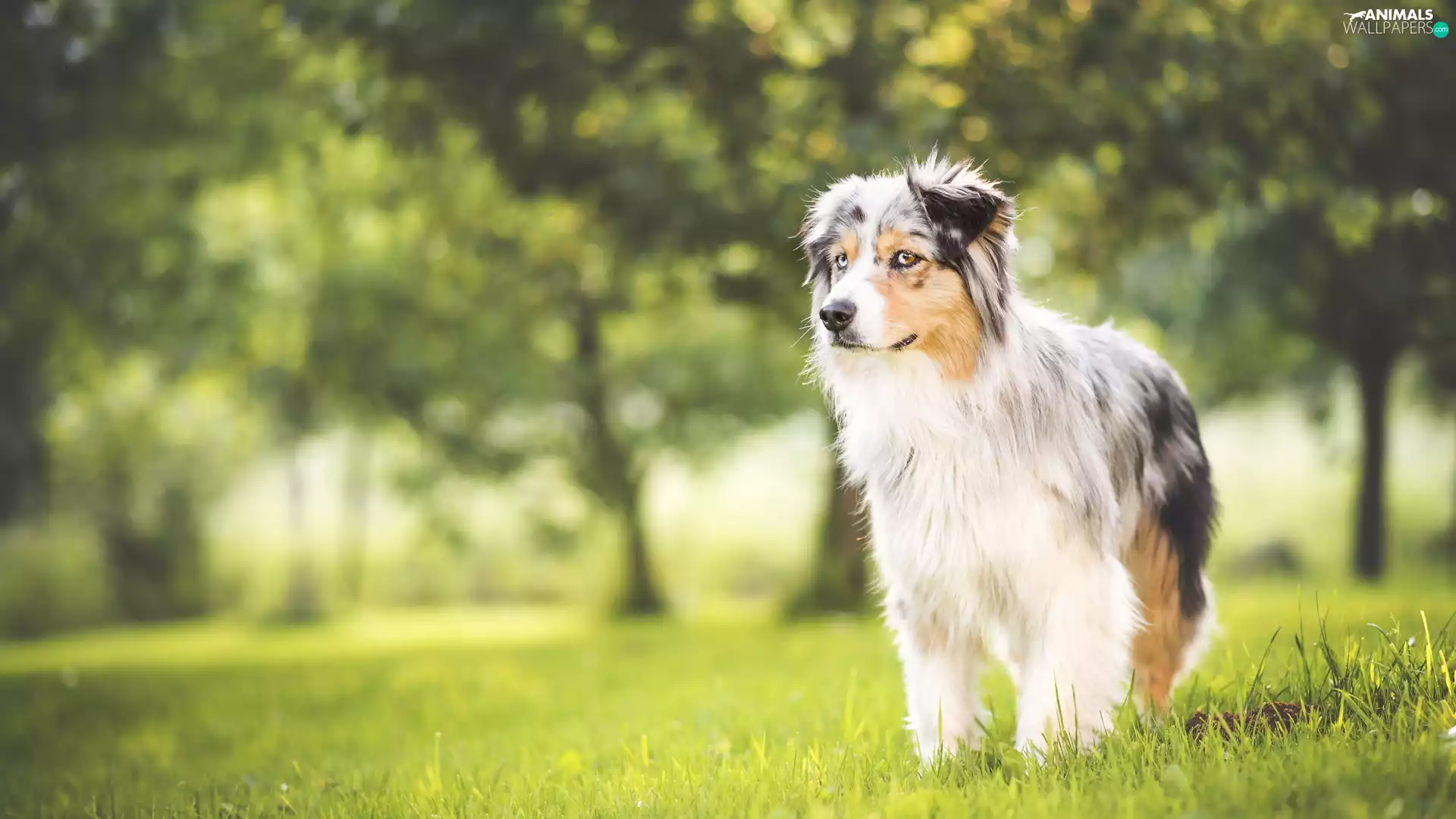 Australian Shepherd, Spring, Australian Shepherd