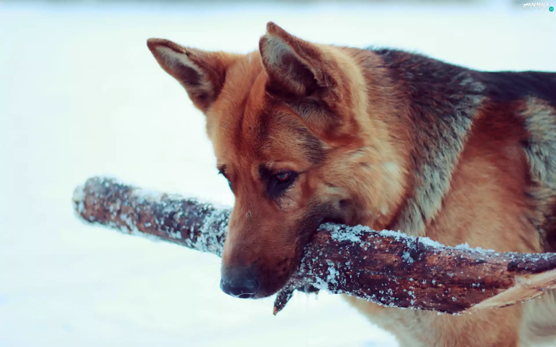stick, dog, German Shepherd