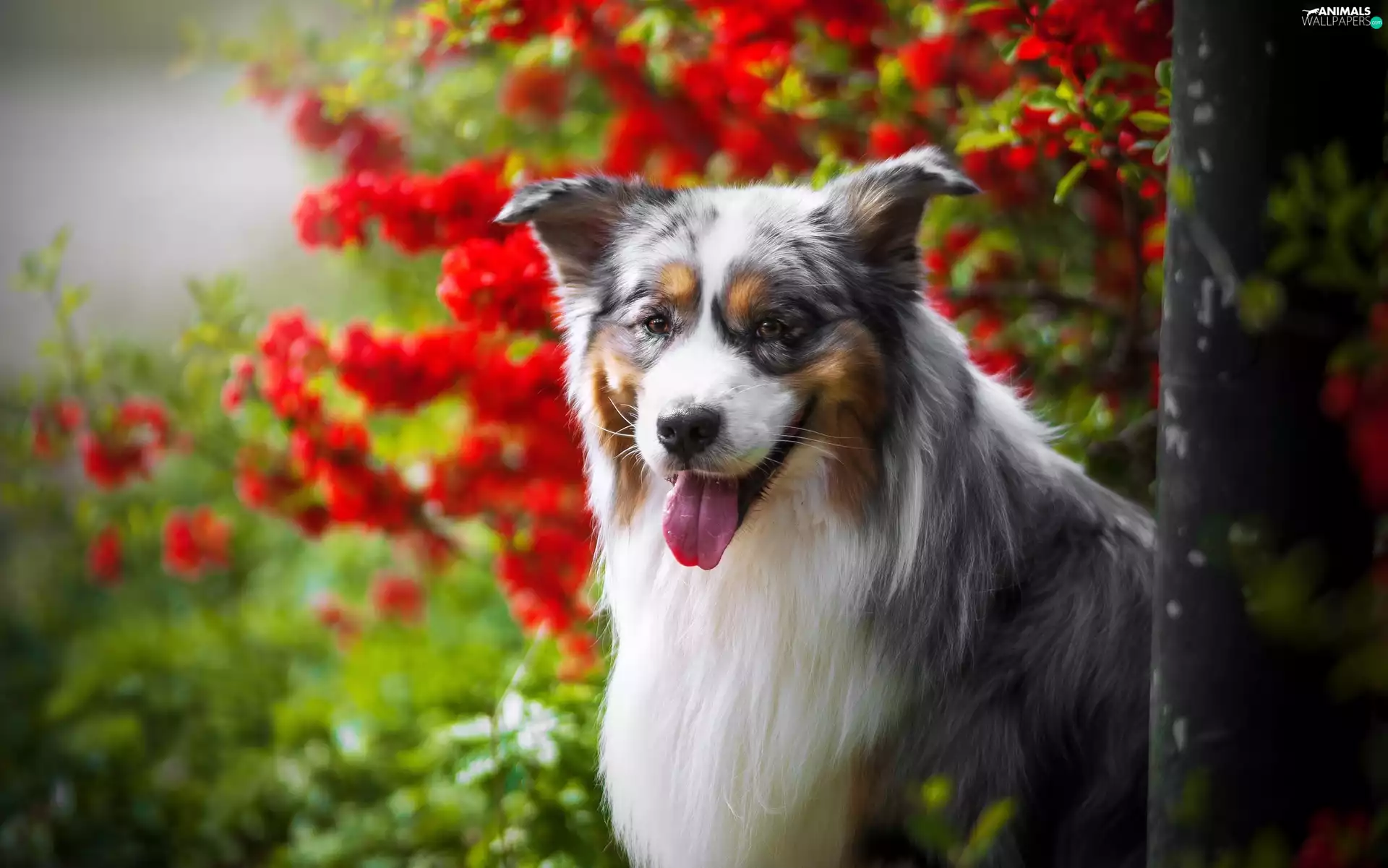 Australian Shepherd, Tounge, Flowers, muzzle