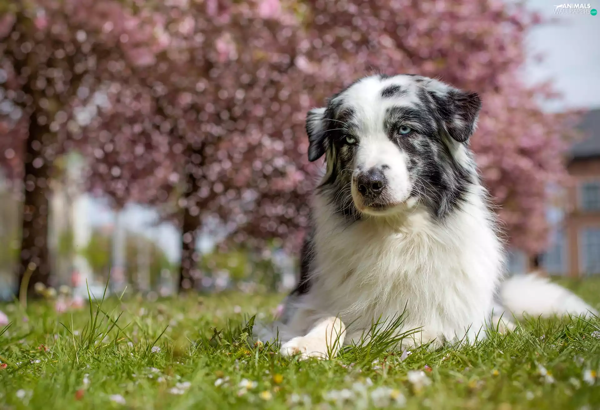 Australian Shepherd, trees, viewes, grass