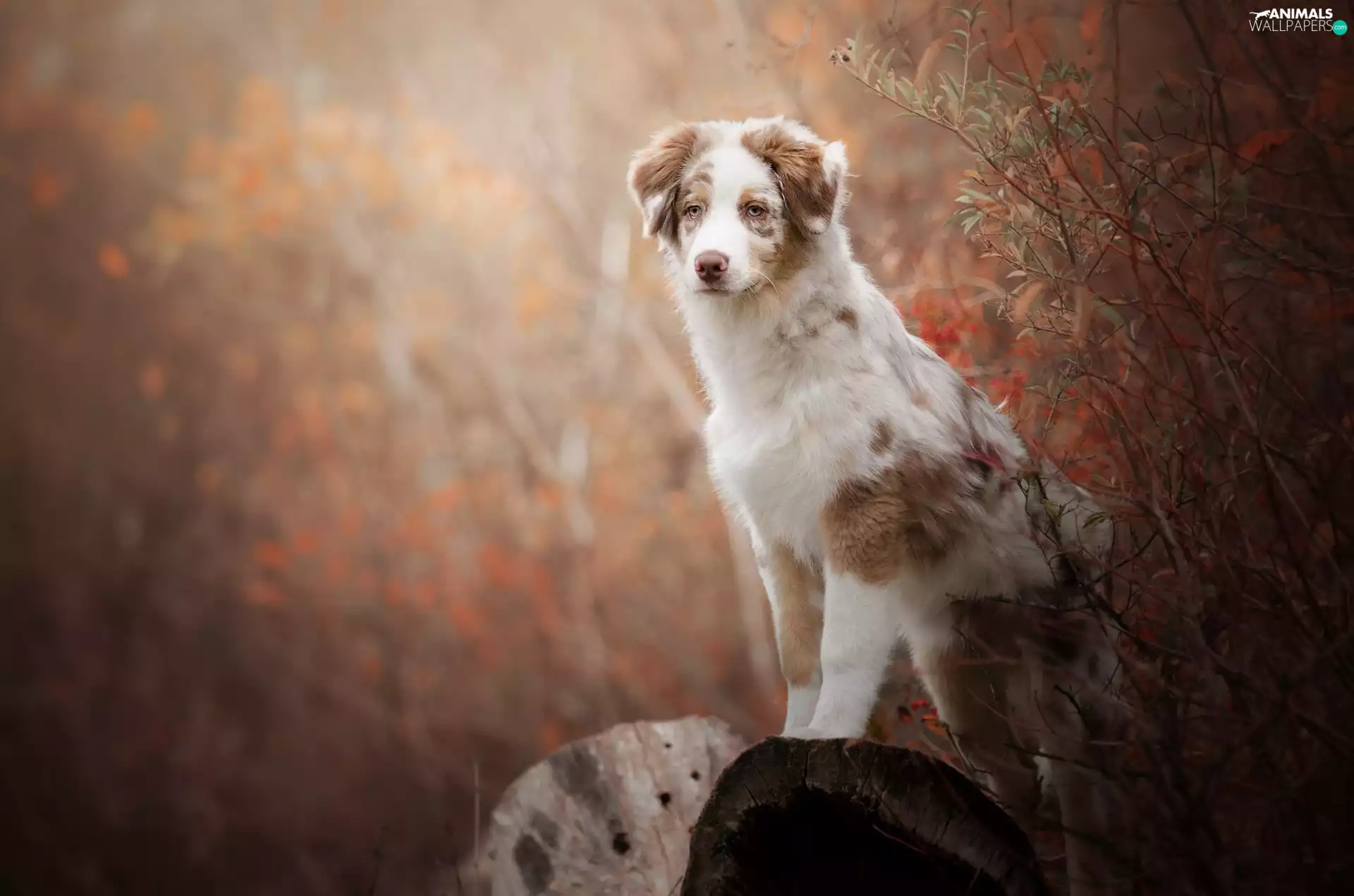 Twigs, dog, Australian Shepherd