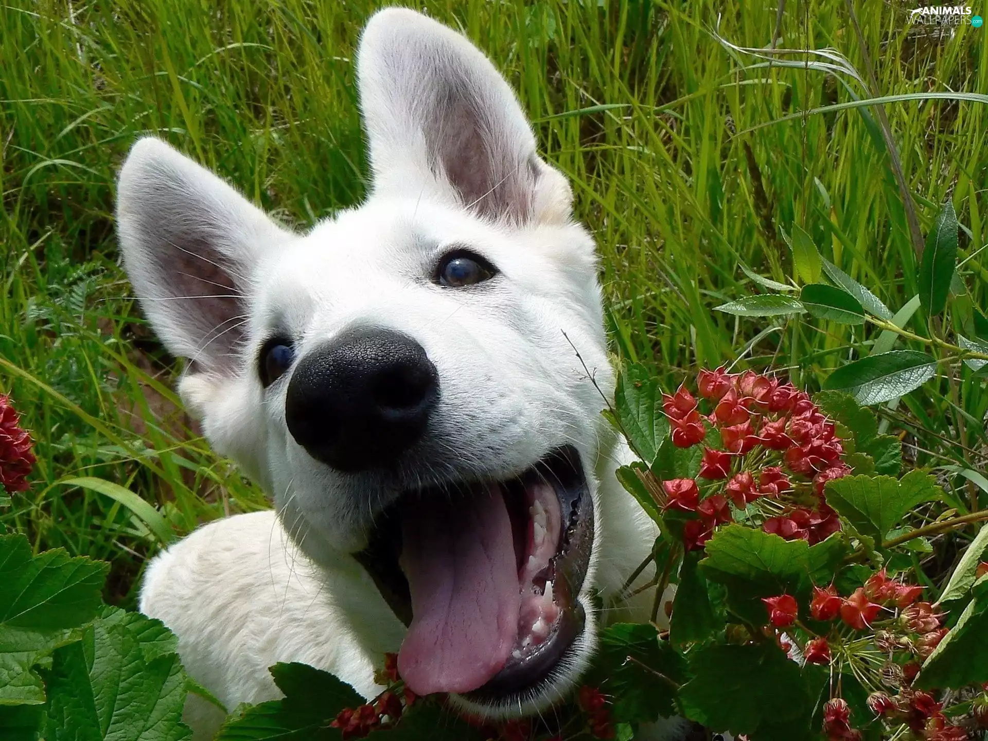 Tounge, green, Swiss Shepherd, mouth, White