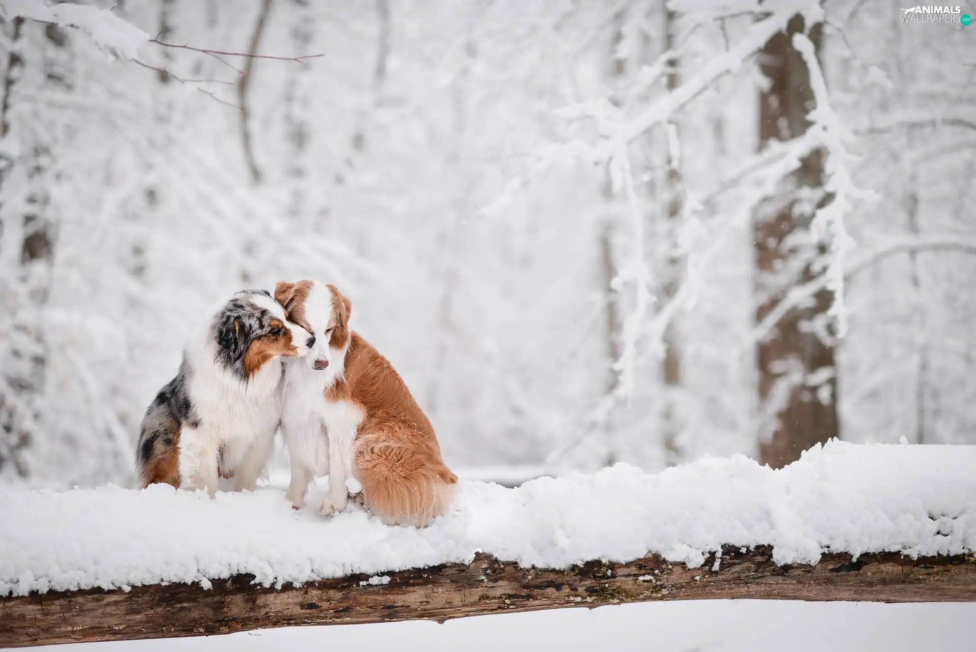 Two cars, Australian Shepherds, winter, Dogs