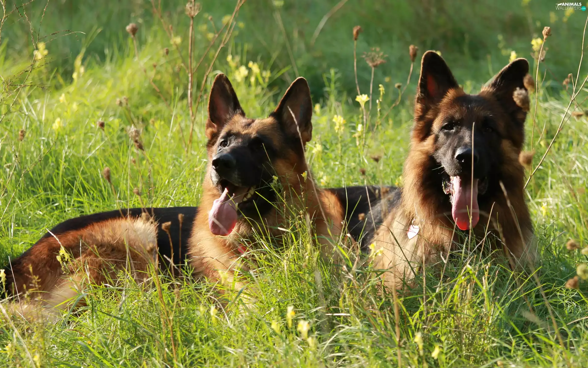 German, Two cars, Shepherds