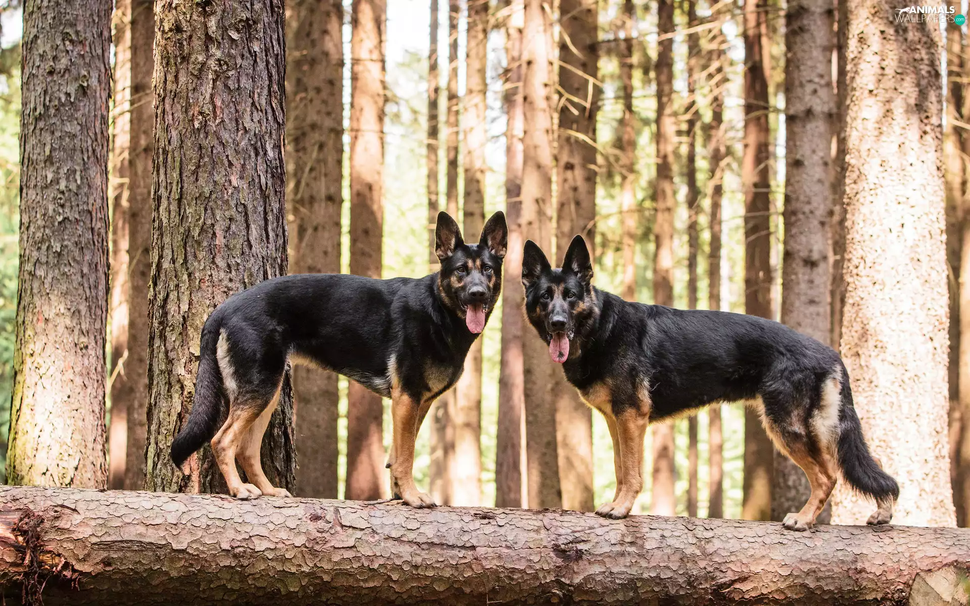 trees, viewes, German Shepherds, forest, Two cars