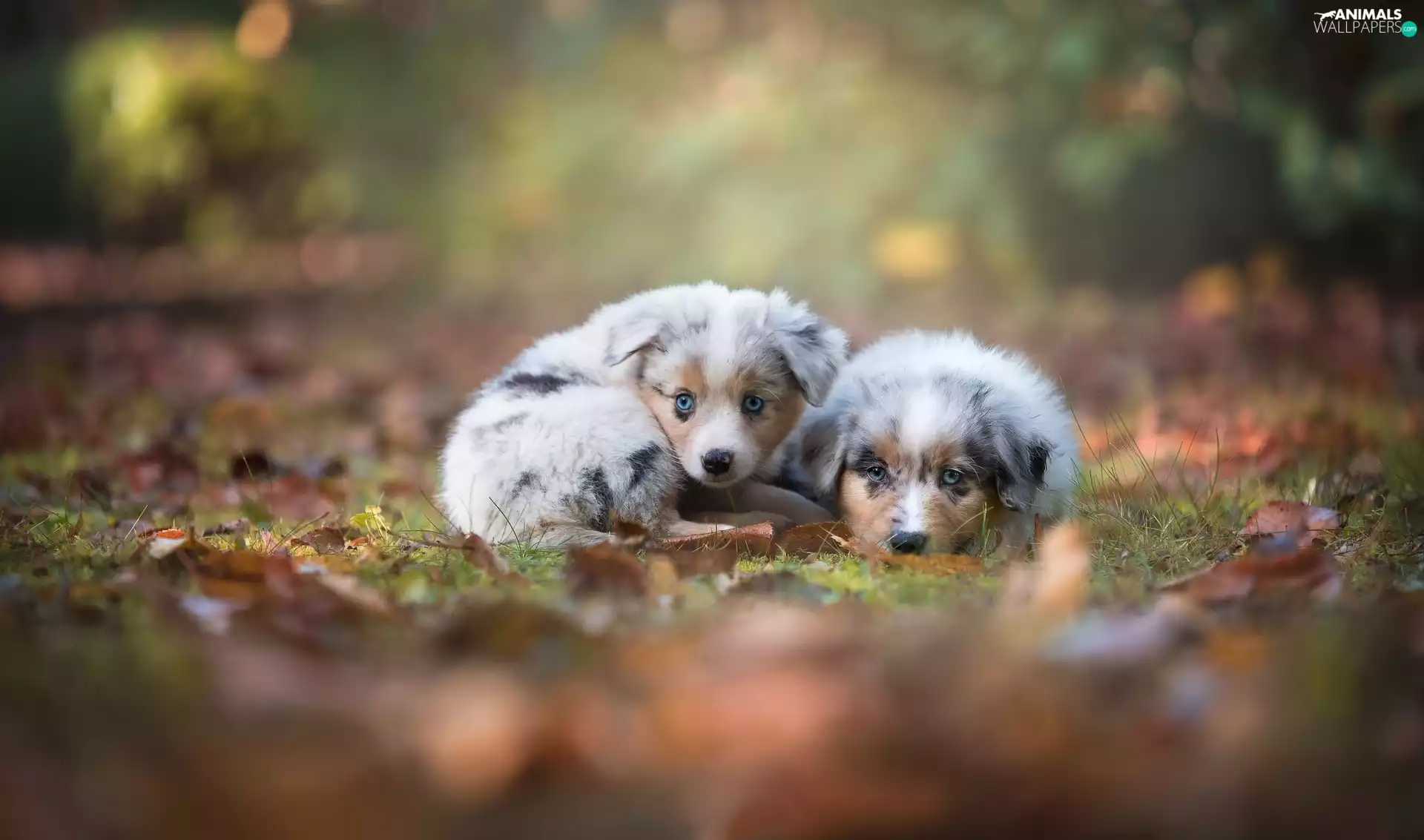 Australian Shepherds, Two cars, puppies