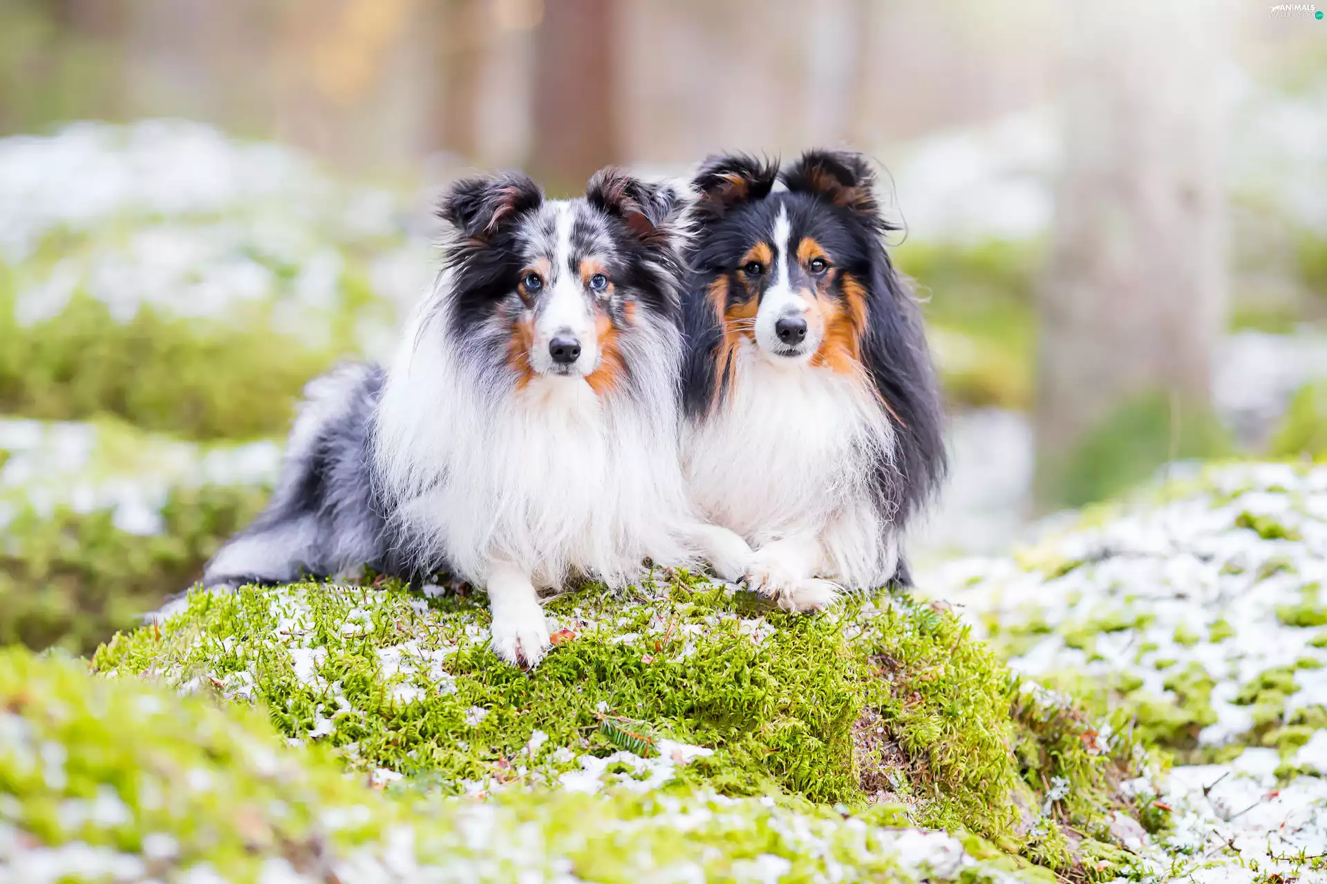 Moss, snow, Dogs, Shetland Sheepdogs, Two cars