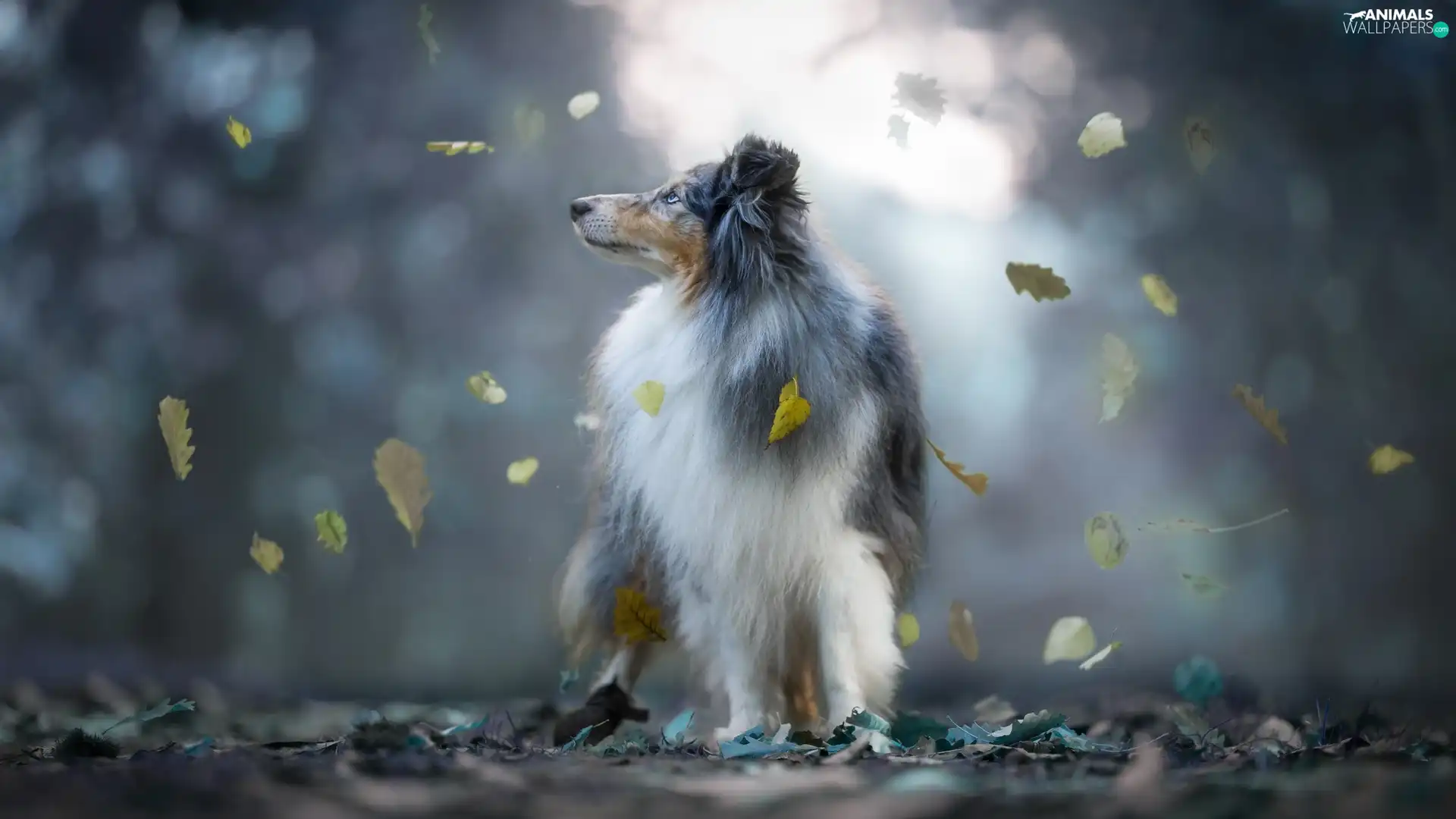 Leaf, dog, shetland Sheepdog