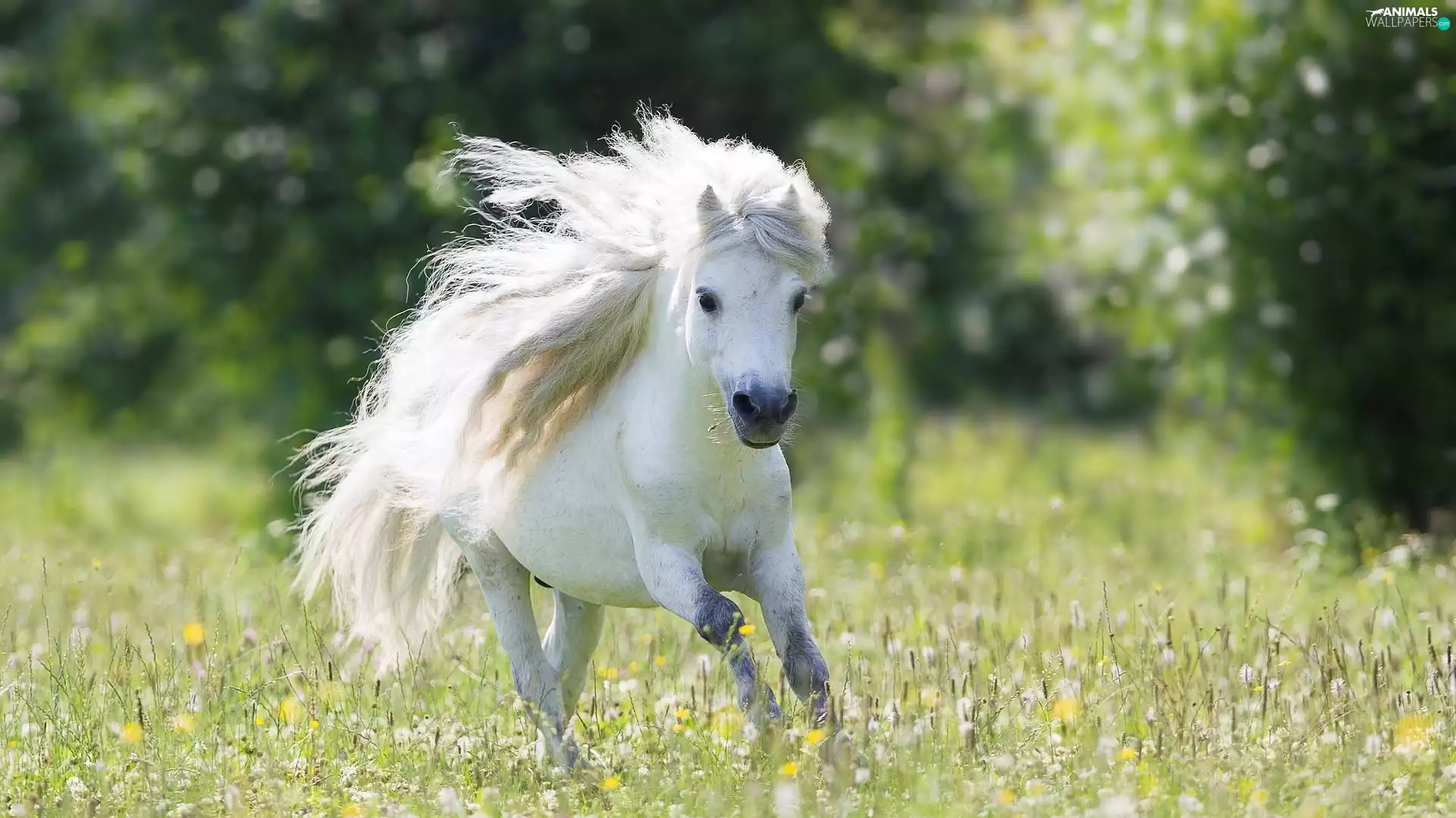 White, Shetland Pony, Meadow, Horse