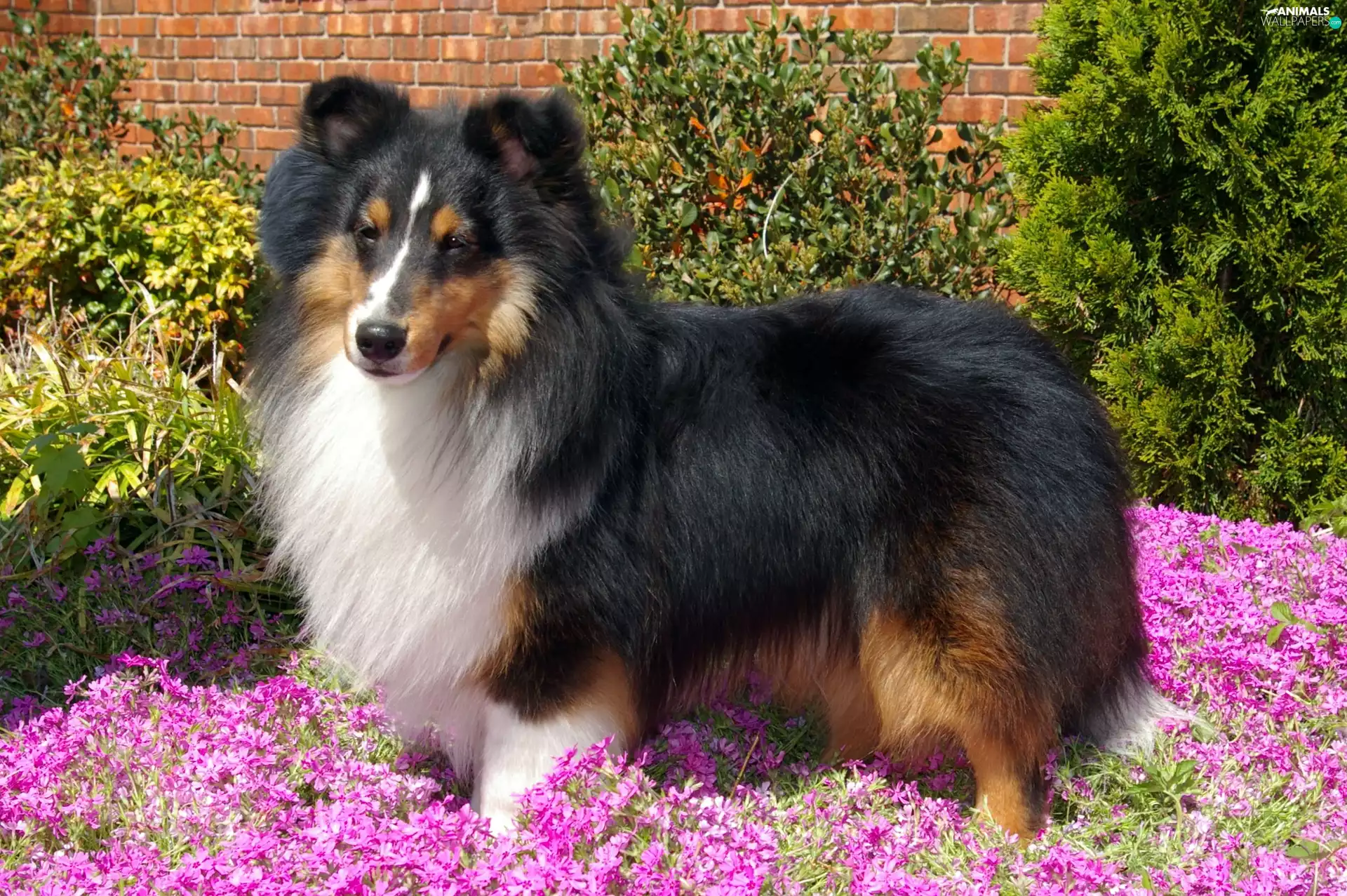 shetland Sheepdog