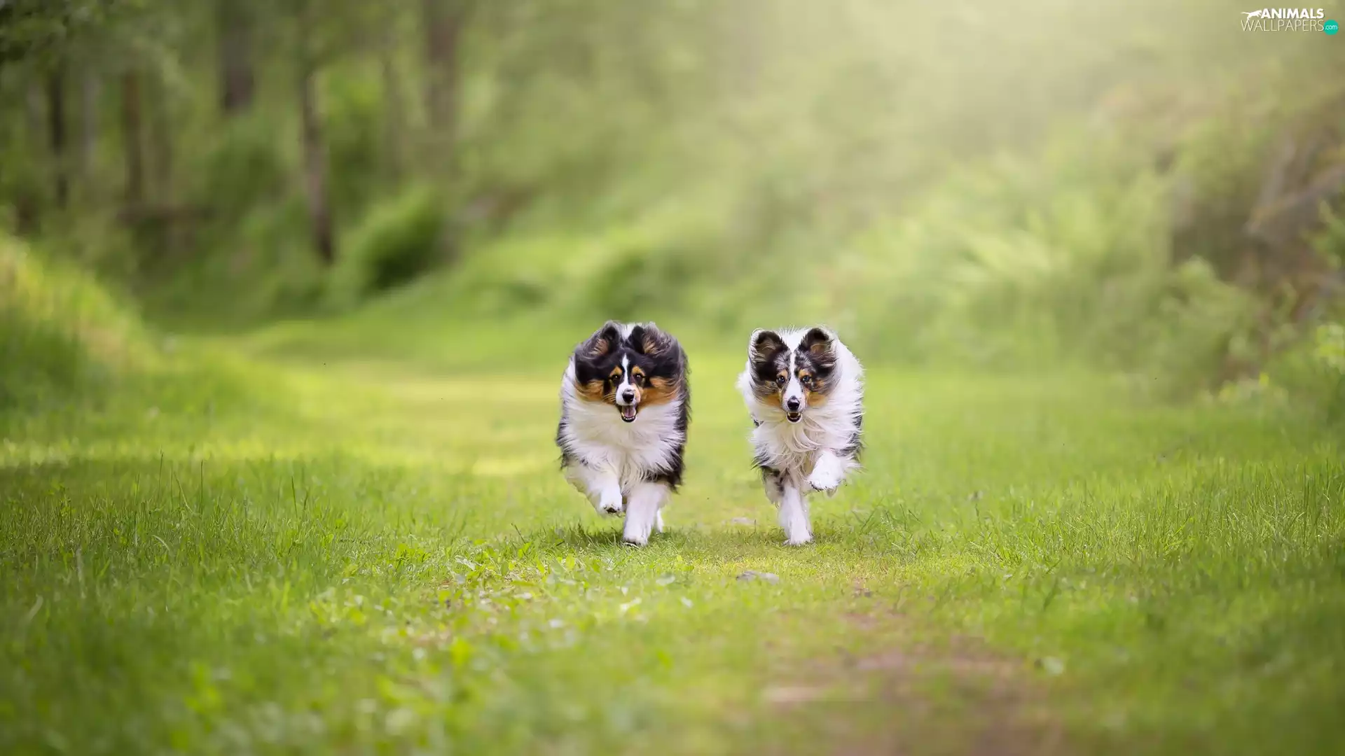 Dogs, Shetland Sheepdogs, grass, stretching