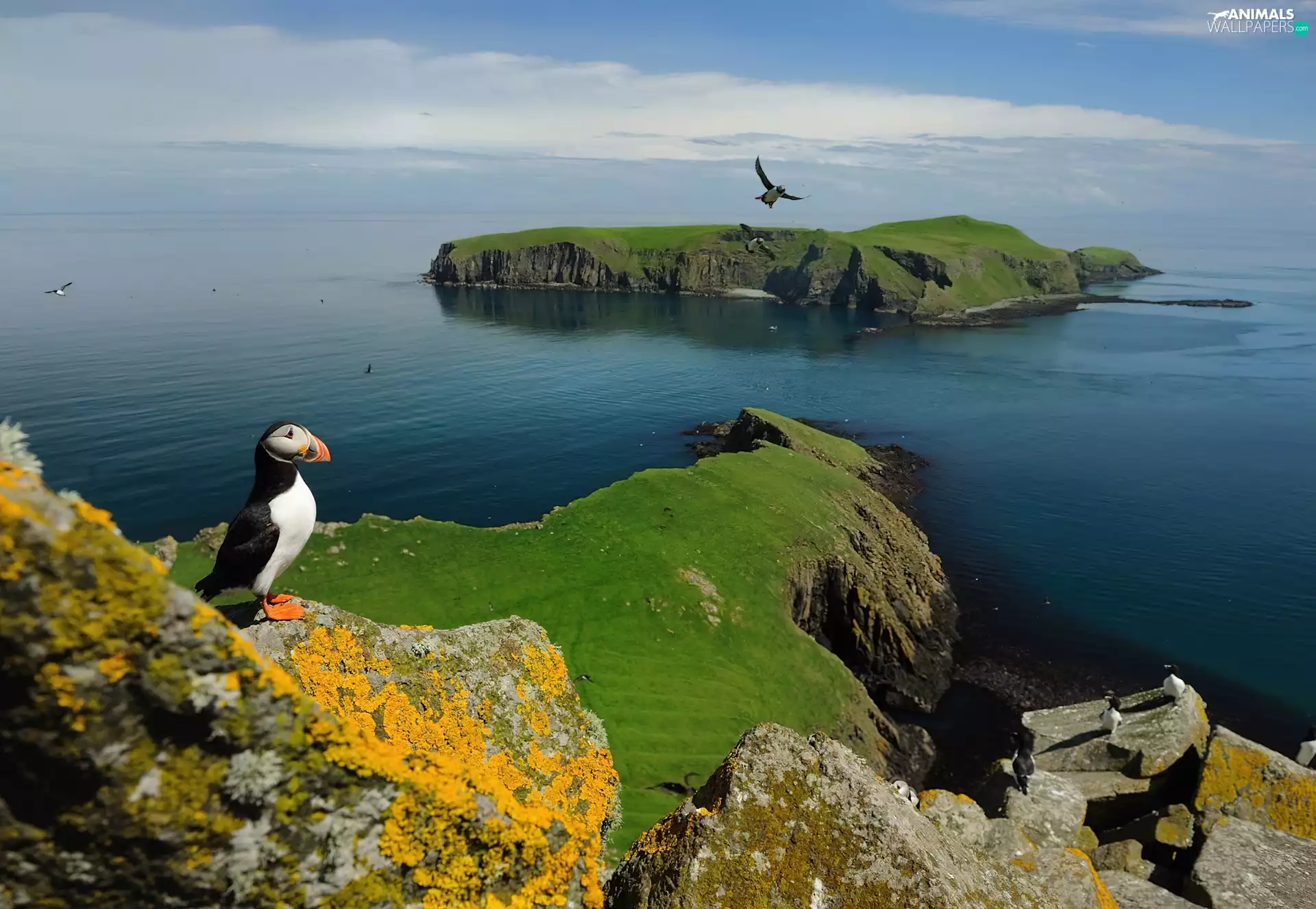 Islands, Bird, Maskonur, Shiant