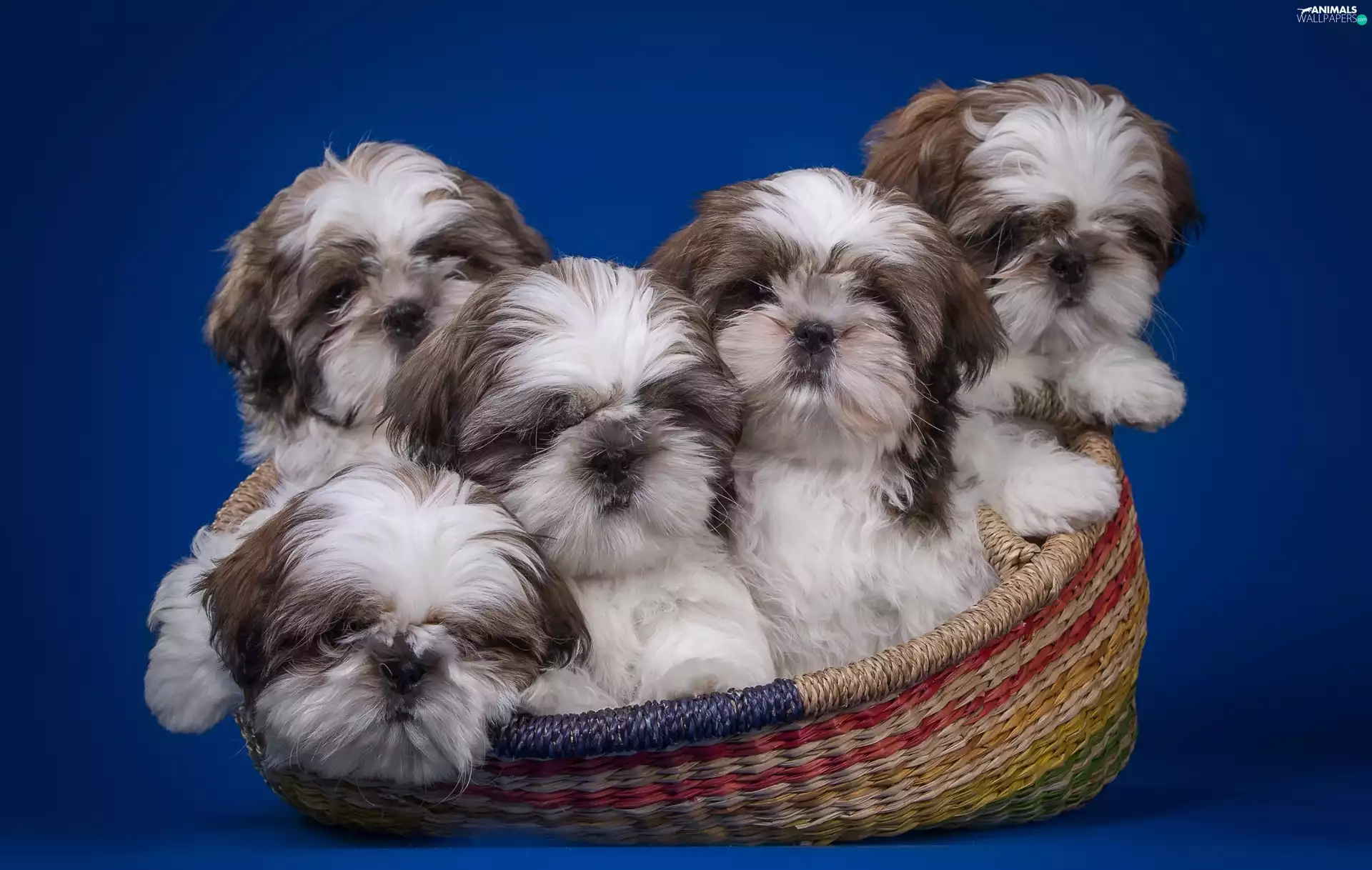 Shih Tzu Dogs