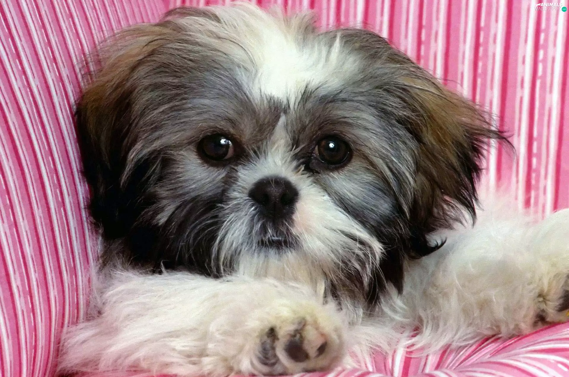 Shih Tzu, Puppy