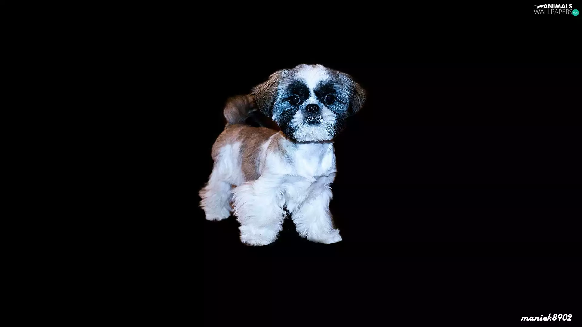 Shih Tzu