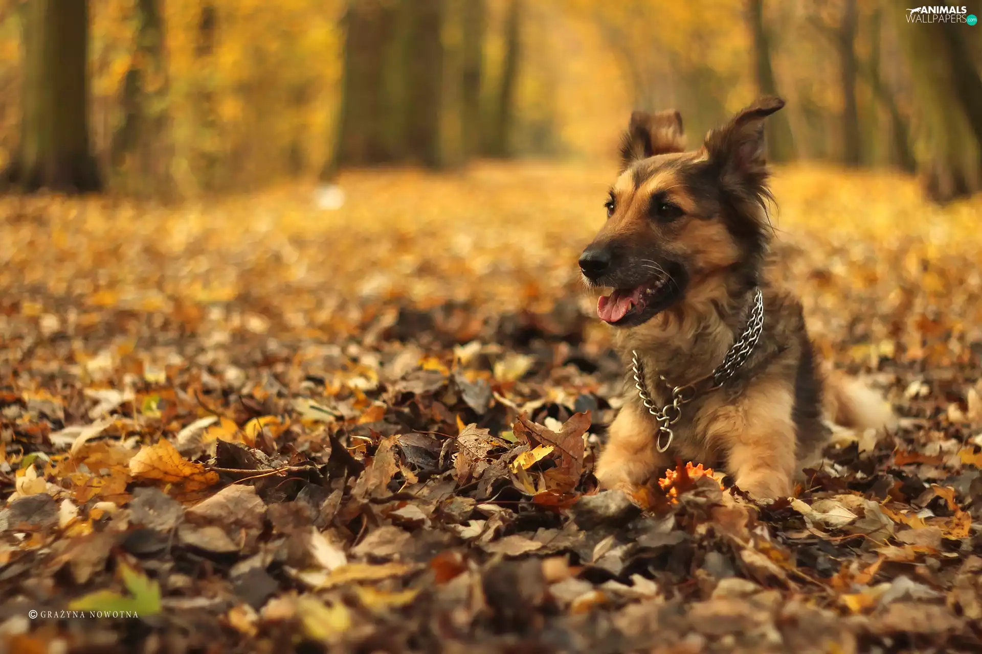 mongrel, bitch, dry, Shila, dog, autumn, Leaf