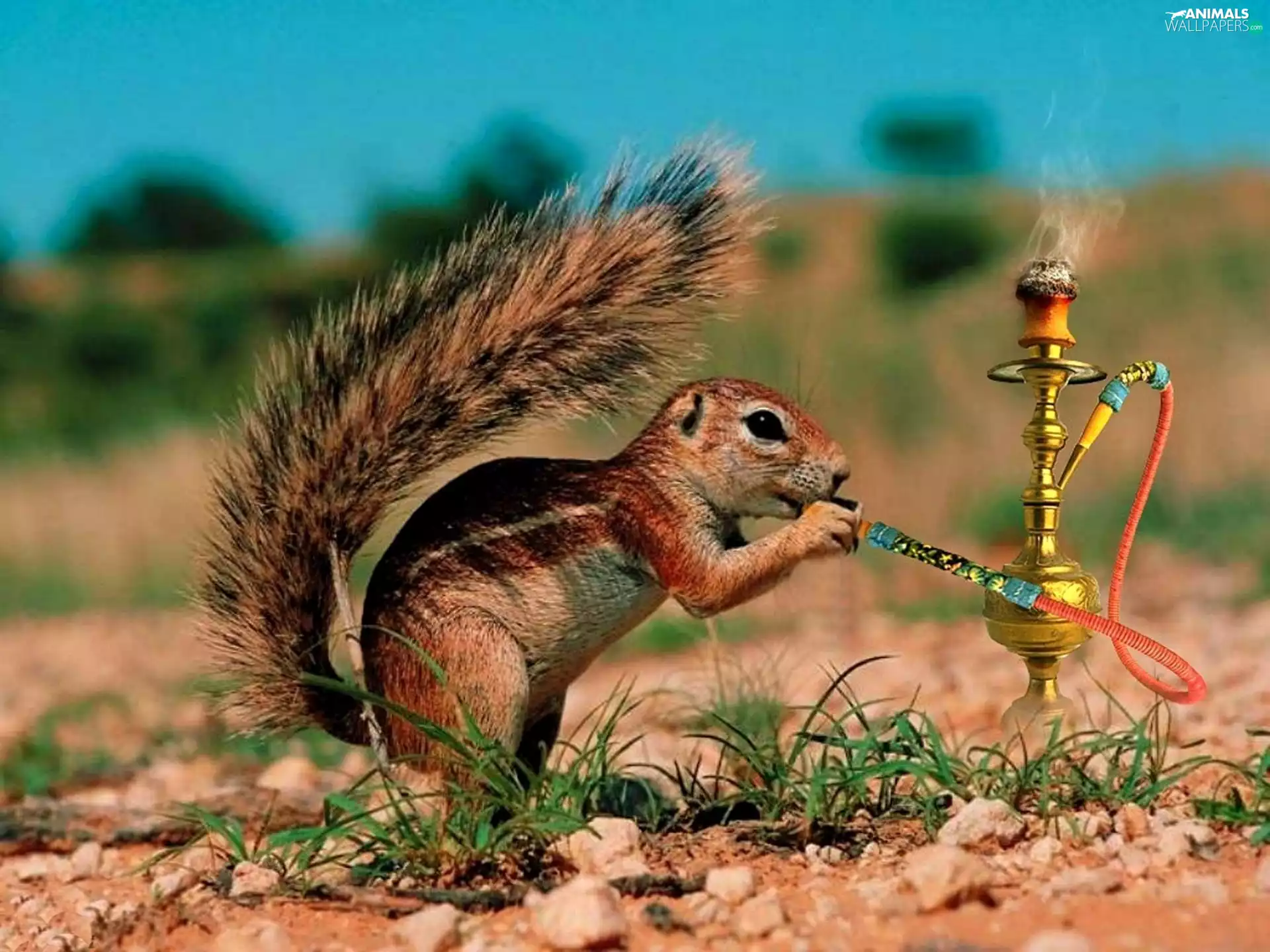 shisha, squirrel, Burned