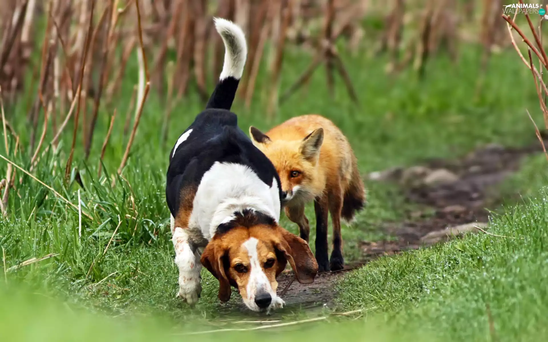 dog, ginger, fox, shooting