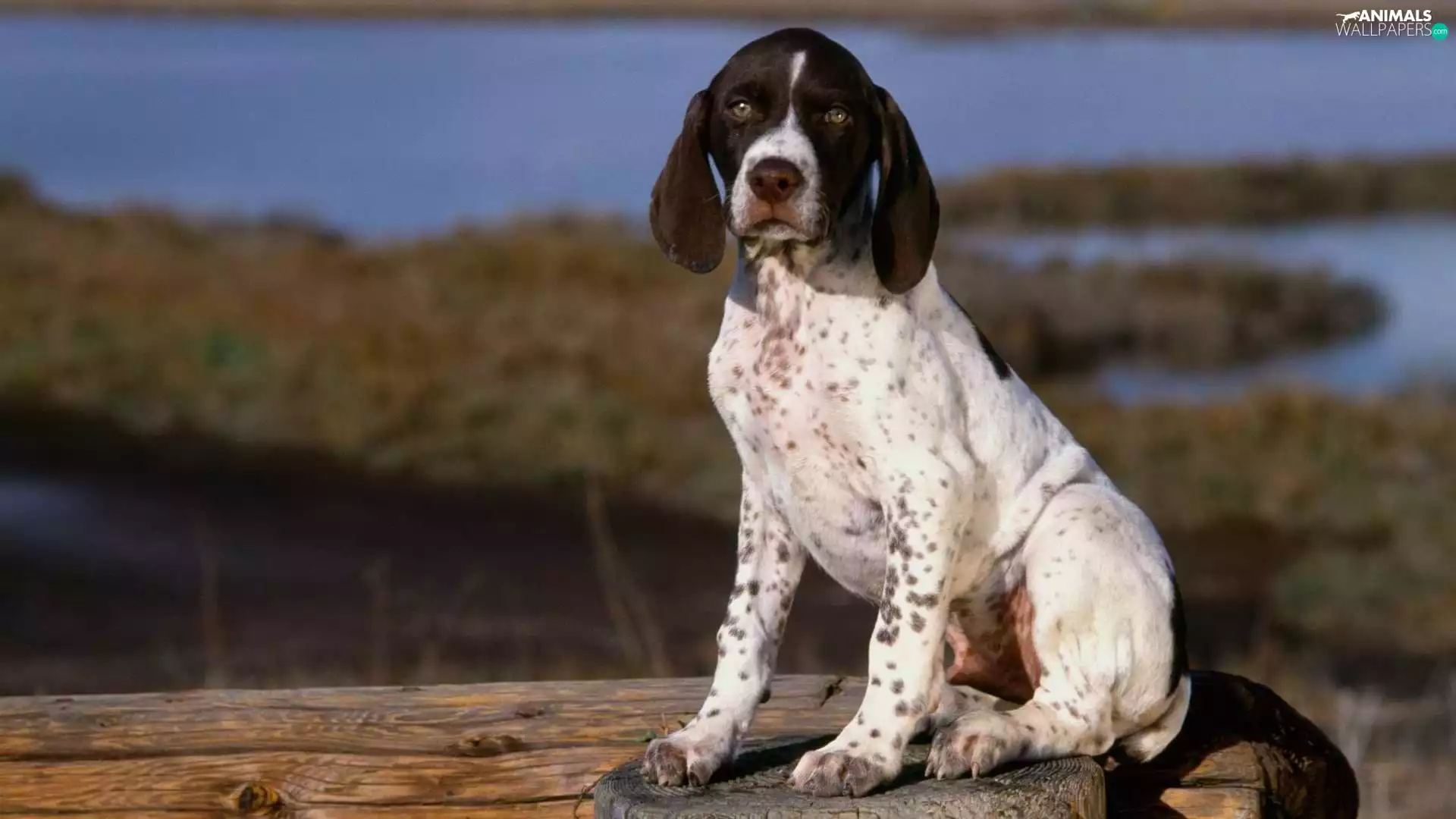 shooting, pretty, dog