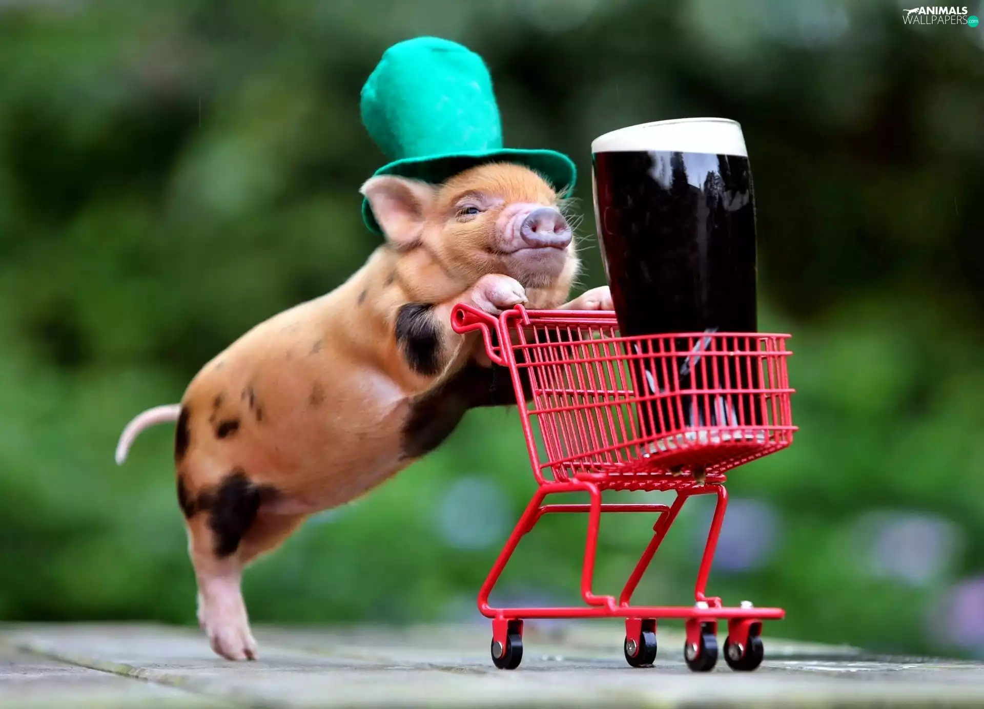 small, guinea pig, shopping, Funny monkey