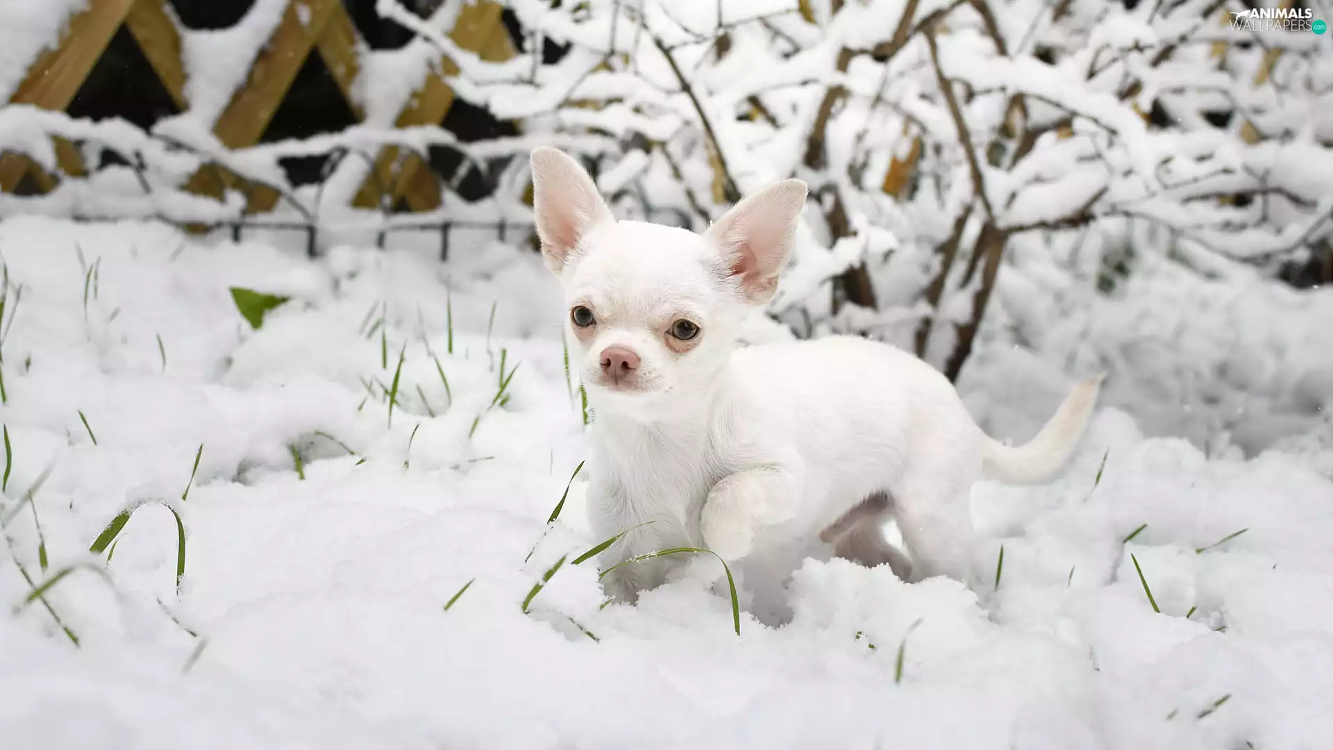 dog, snow, Bush, Short-haired Chihuahua