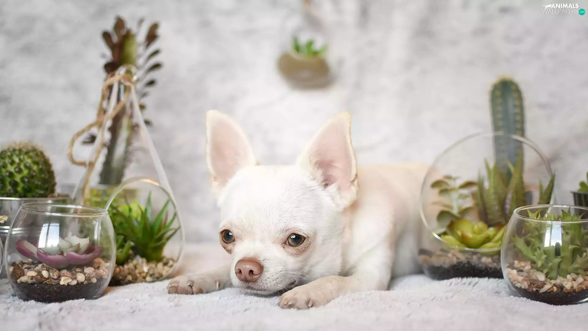 dog, decor, Plants, Short-haired Chihuahua