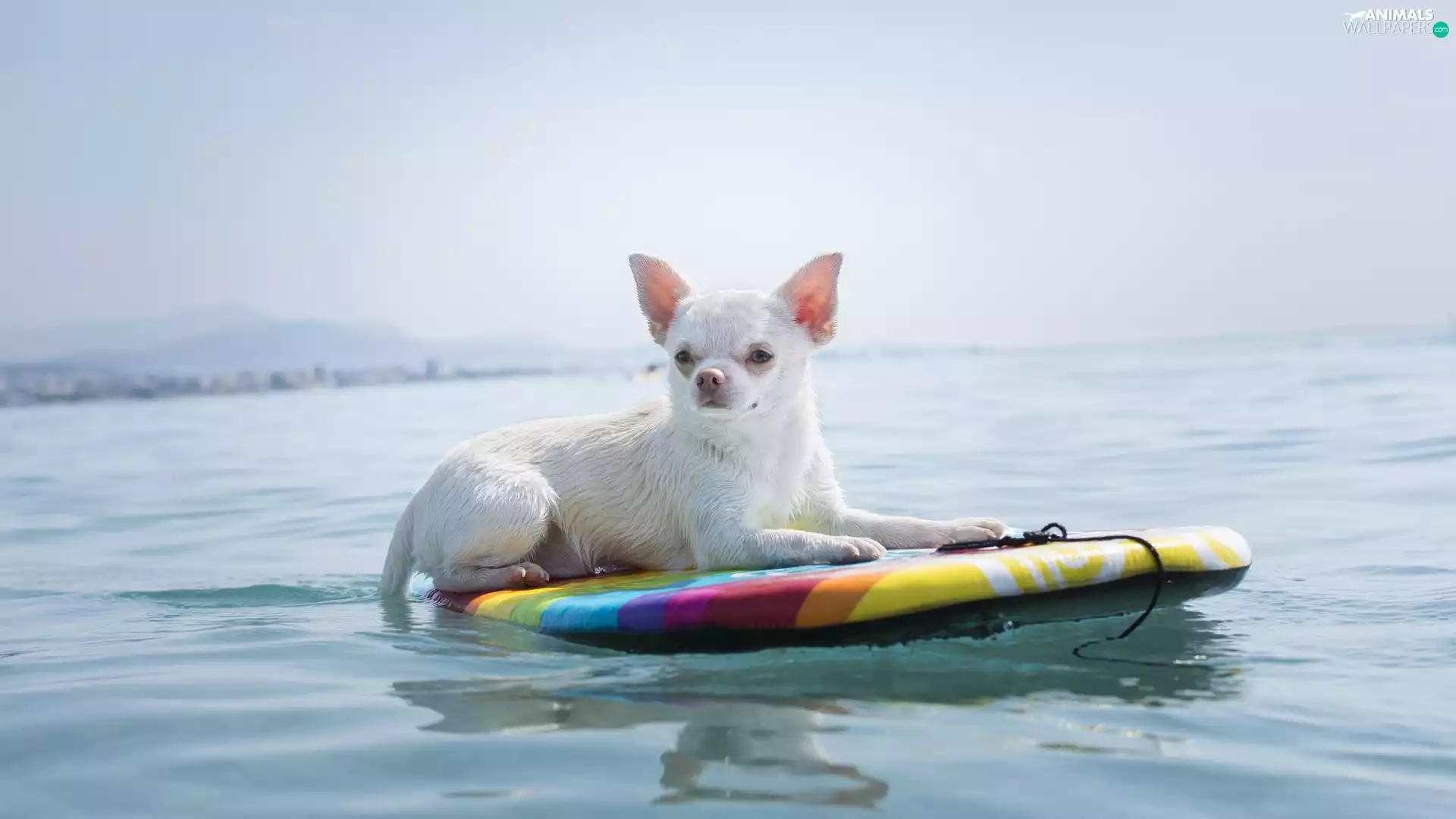 dog, board, water, Short-haired Chihuahua