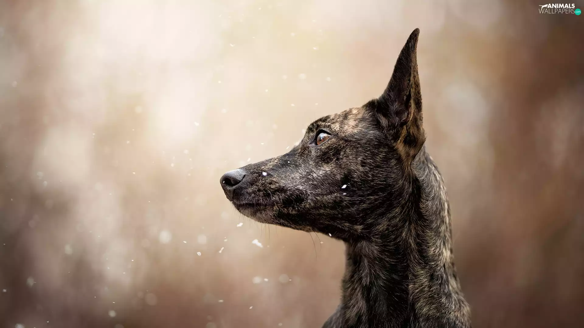dog, muzzle, snow, Short Haired Dutch Shepherd