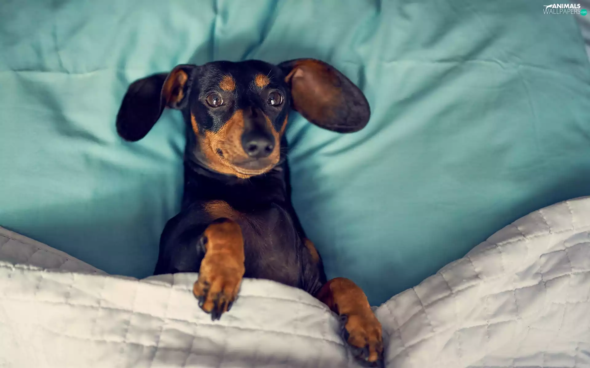 Bedding, dog, Dachshund Shorthair