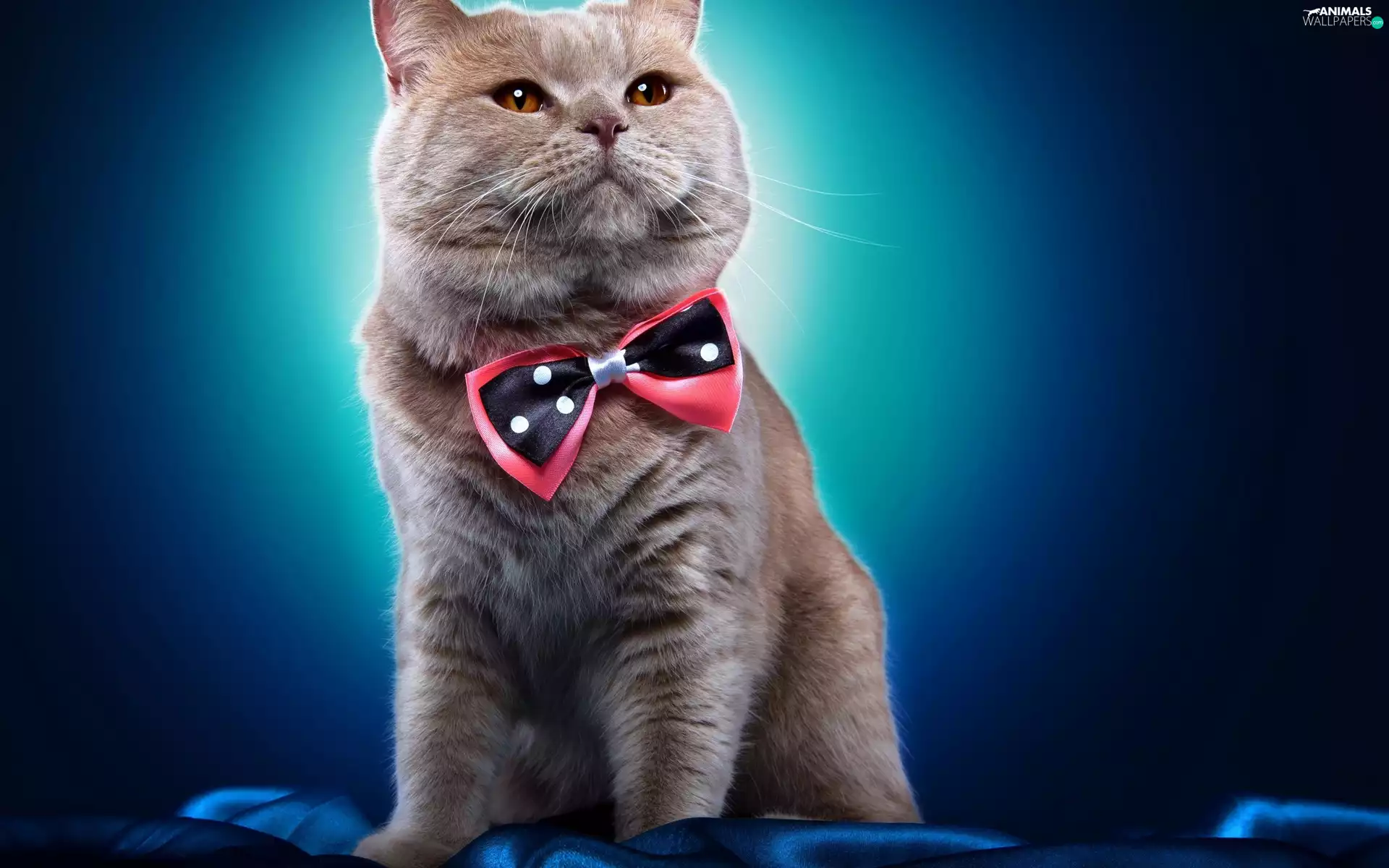 Shorthair, cat, British