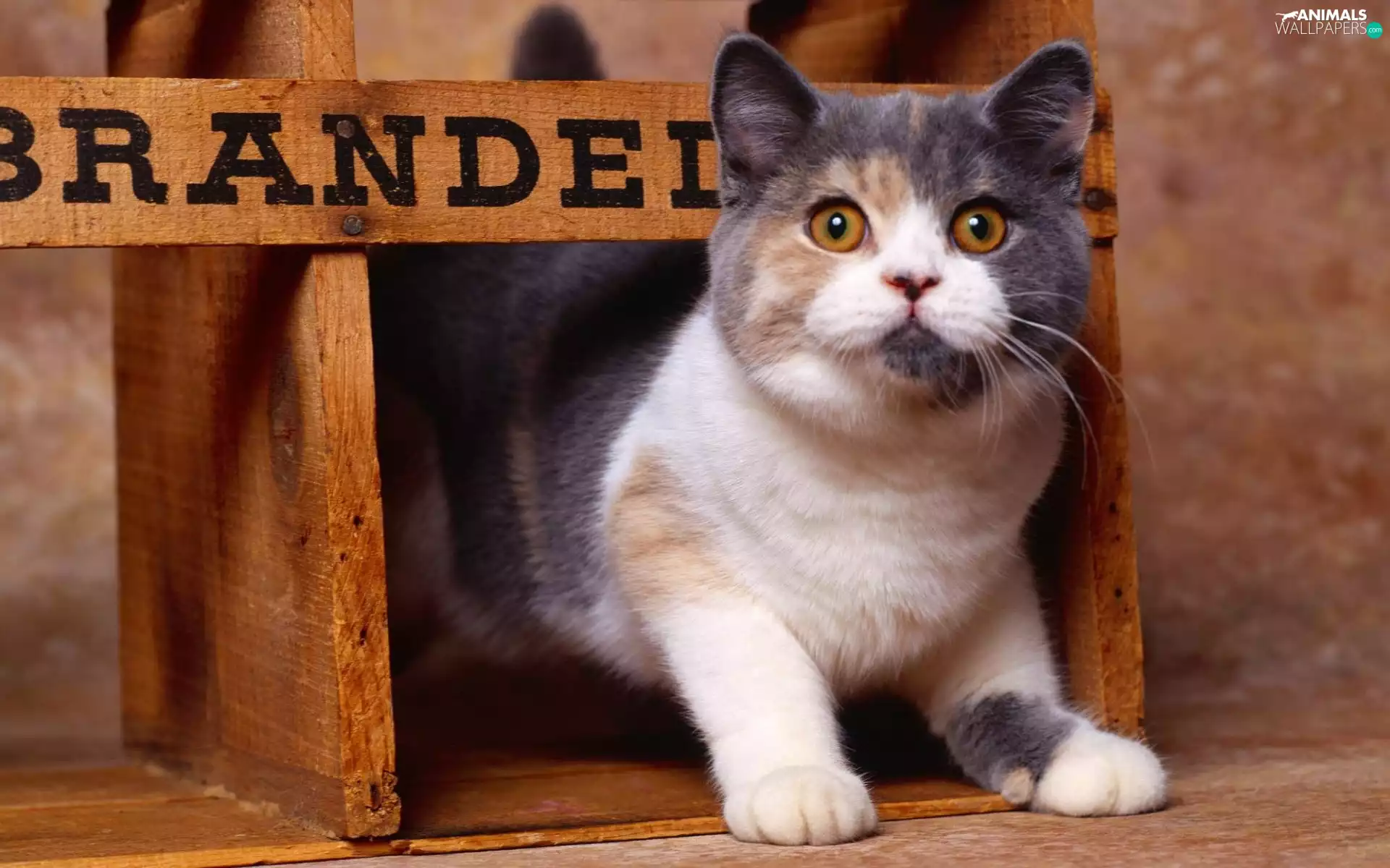 Shorthair, cat, British