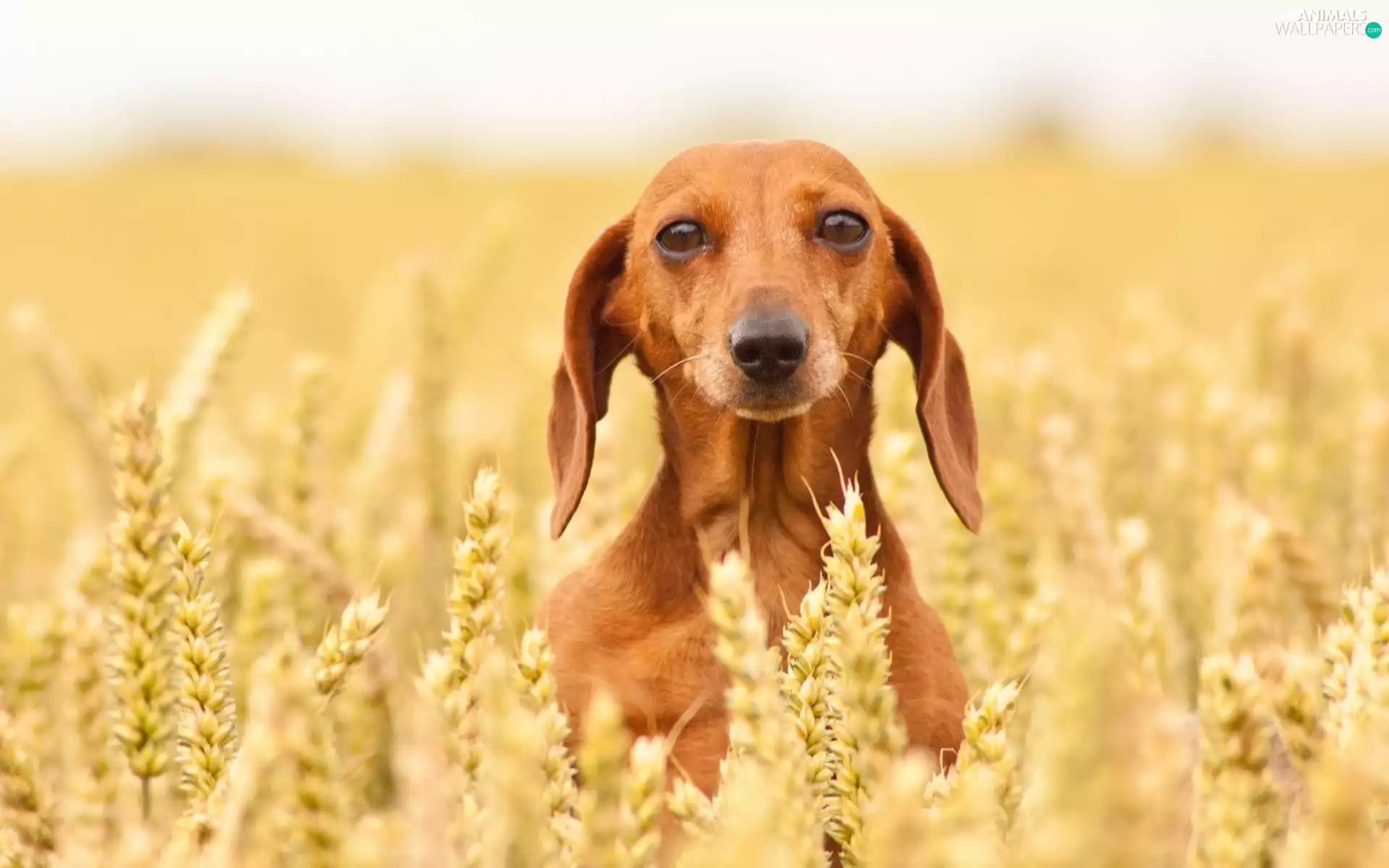 Shorthair, dog, dachshund