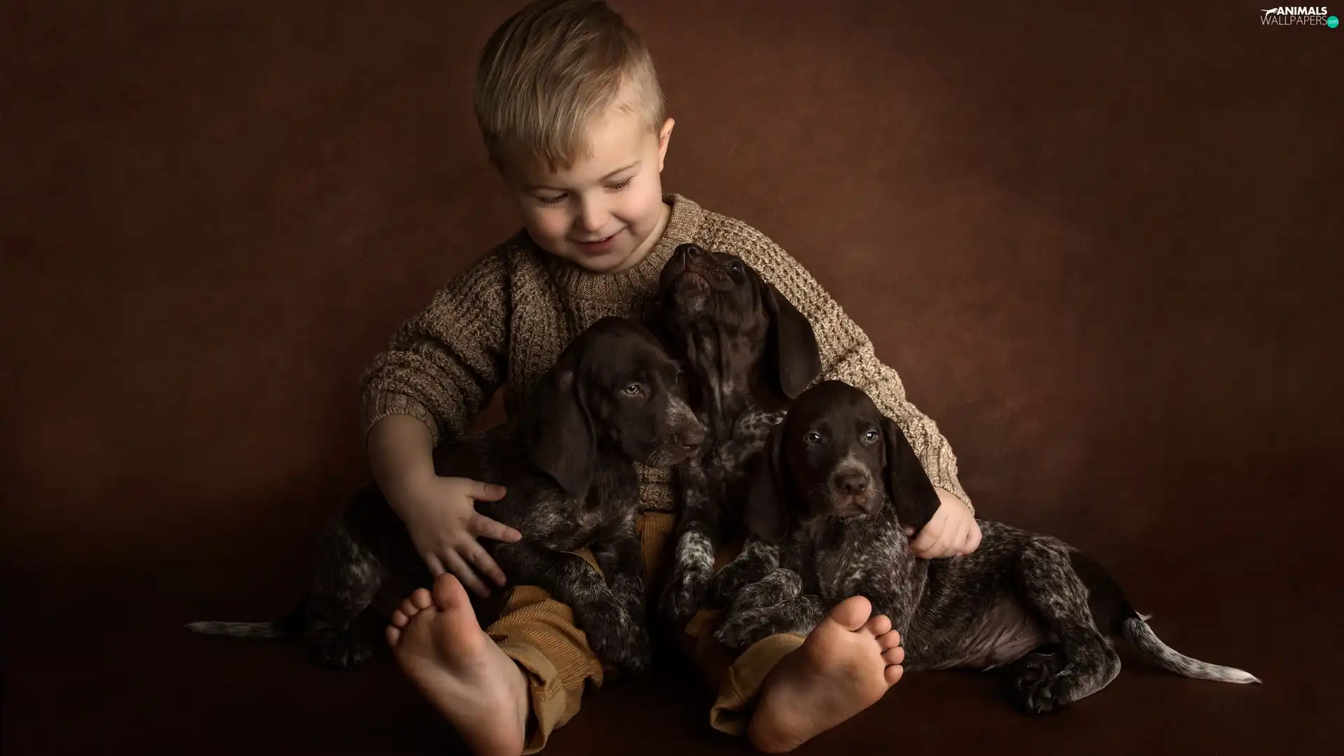 boy, puppies, German Shorthair Pointers, Dogs