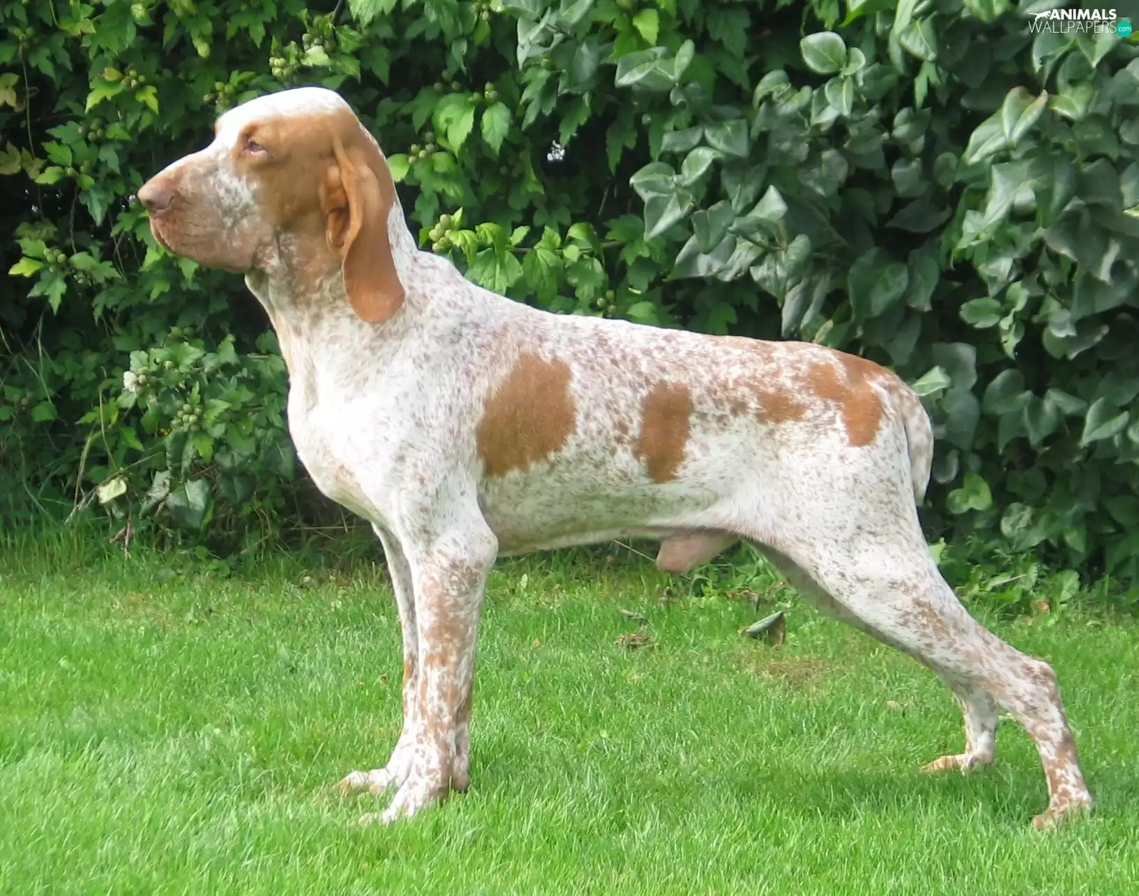Italian Shorthair Pointer, Bracco italiano
