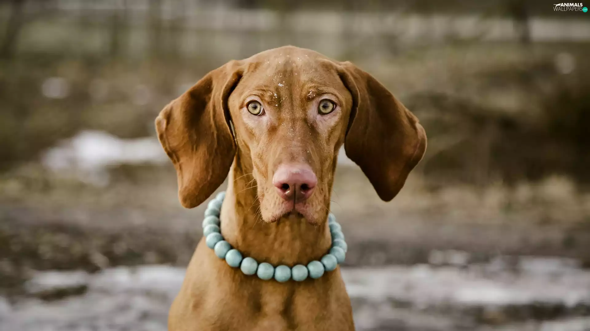 Hungarian Shorthaired Pointer, chaplet, dog