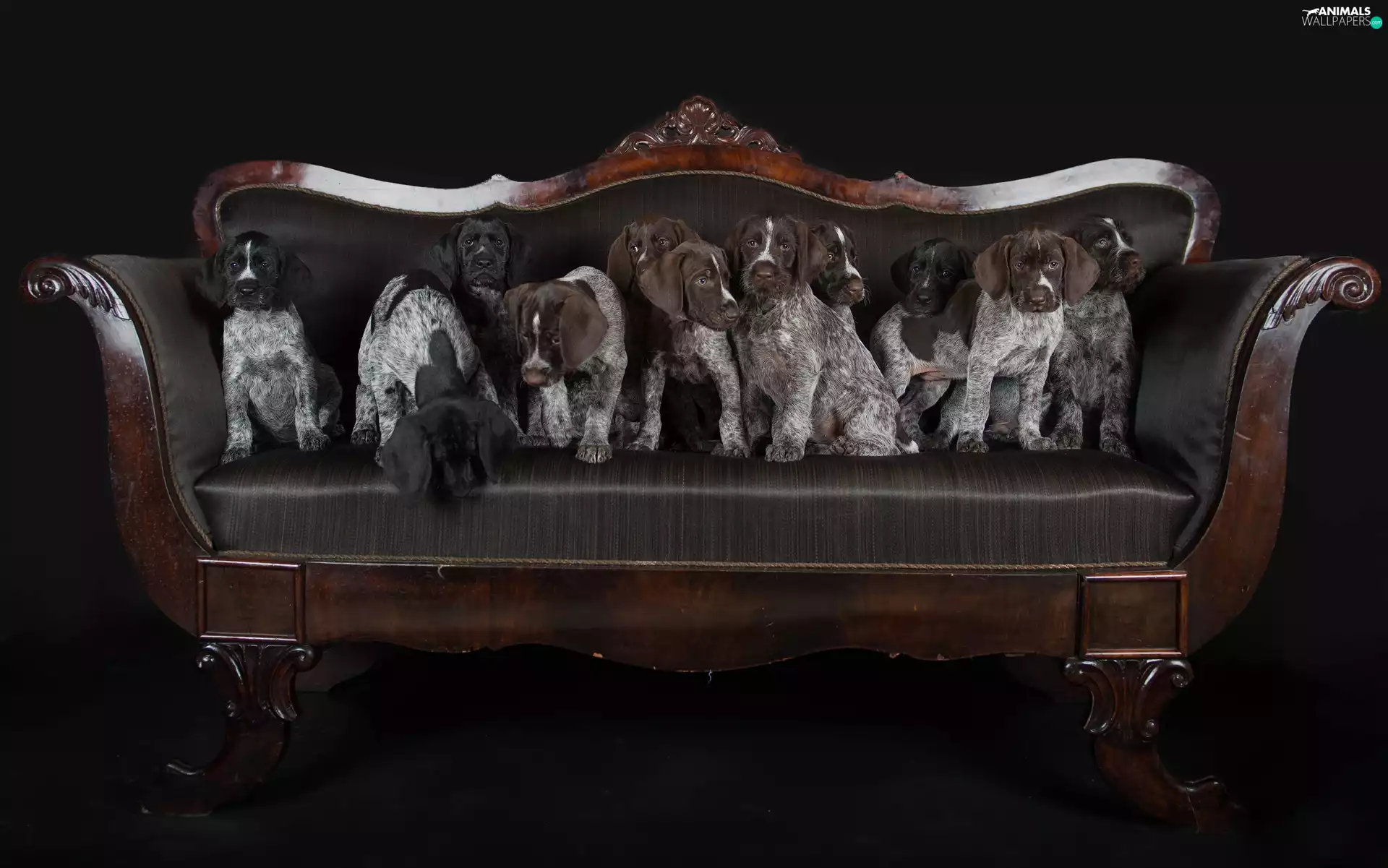 German Shorthaired Pointer, sofa, puppies