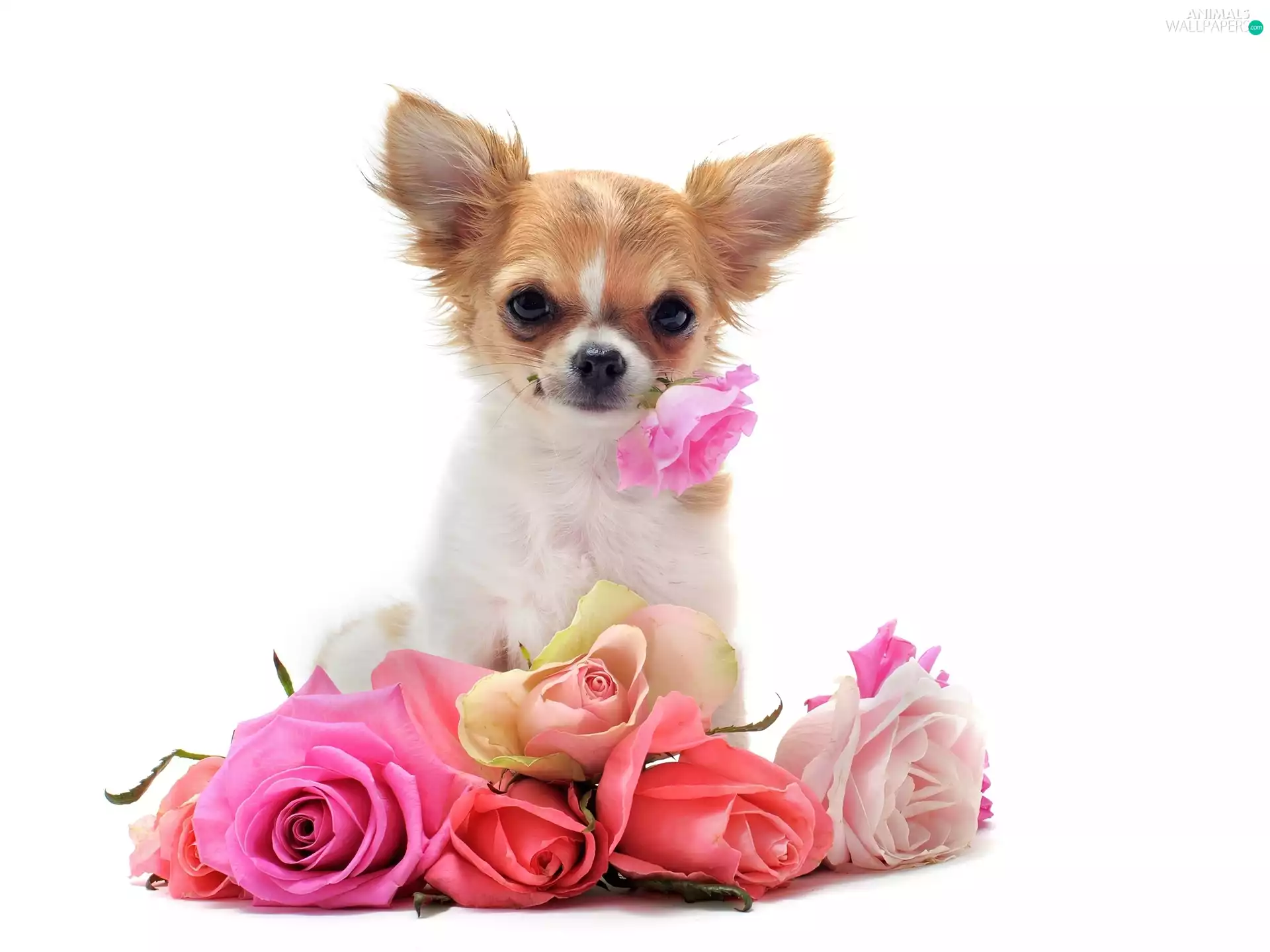 roses, little dog, showered