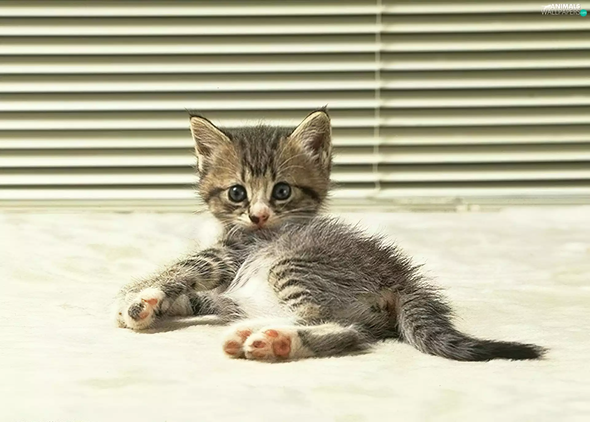 Shutters, Gray, kitten