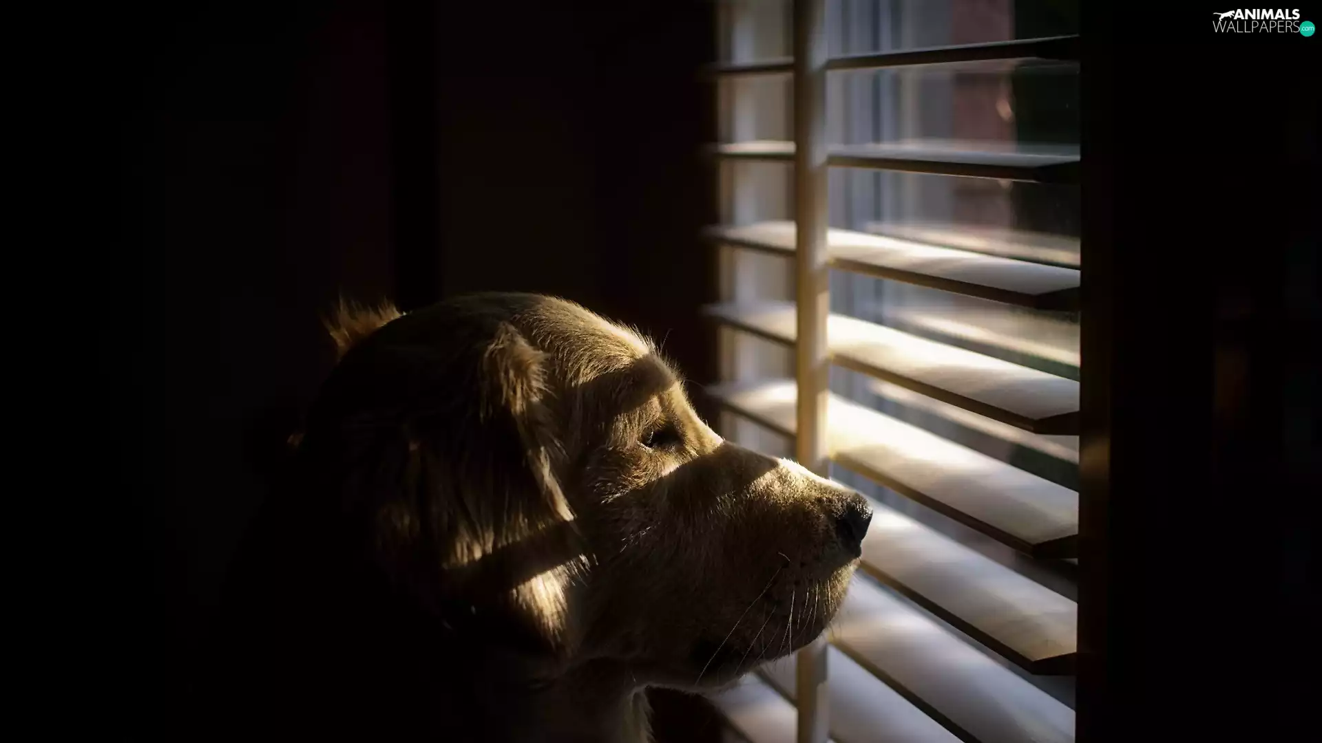 Shutters, dog, Window