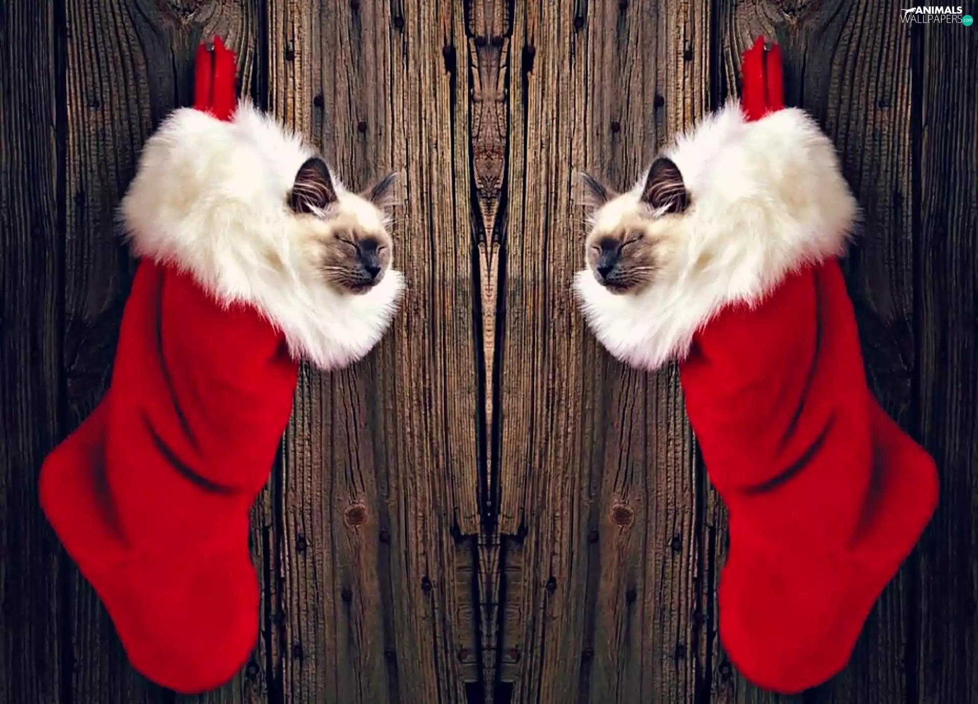 socks, Nicholas, puss, Siamese, Two cars