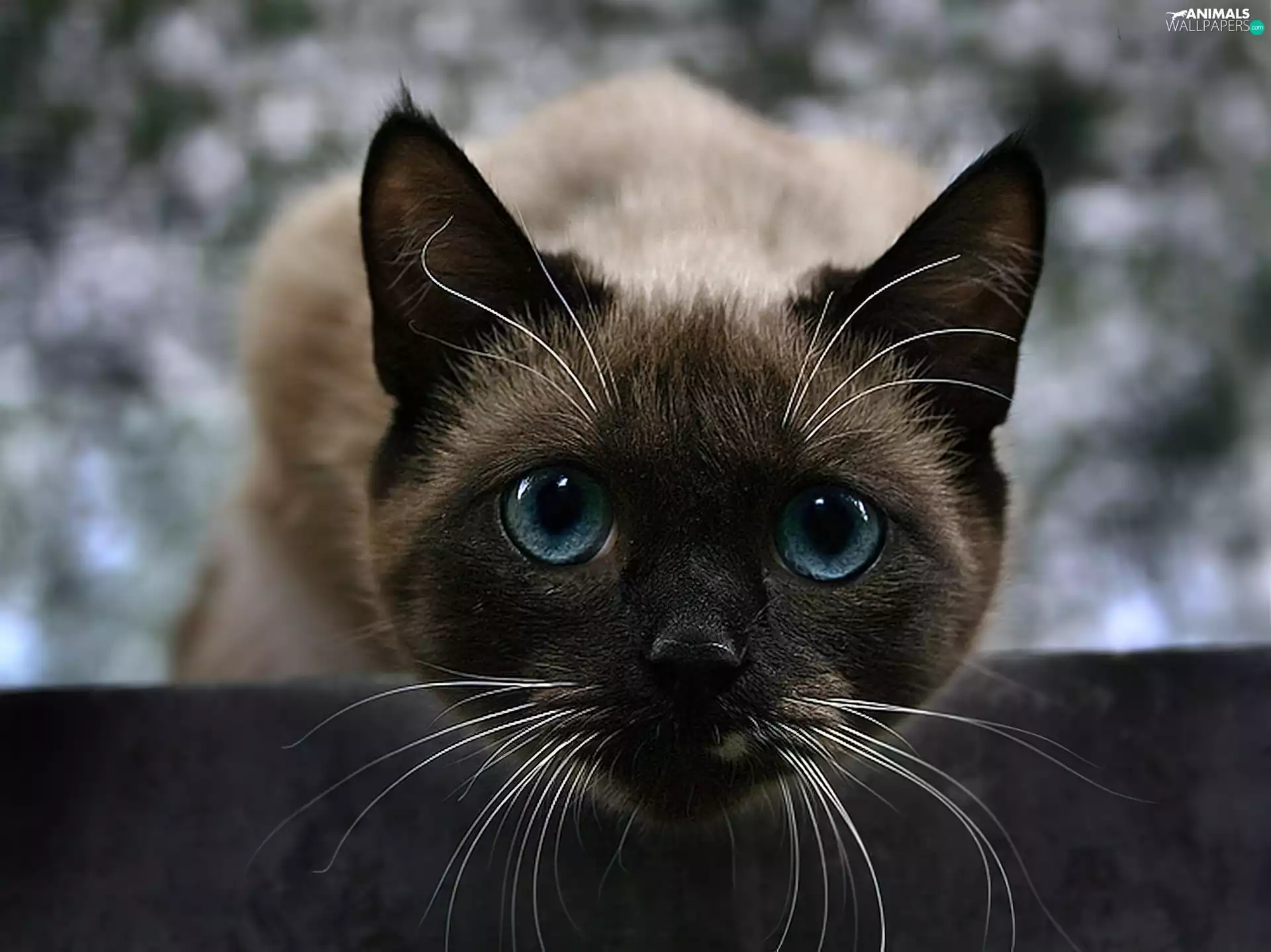 Siamese Cat