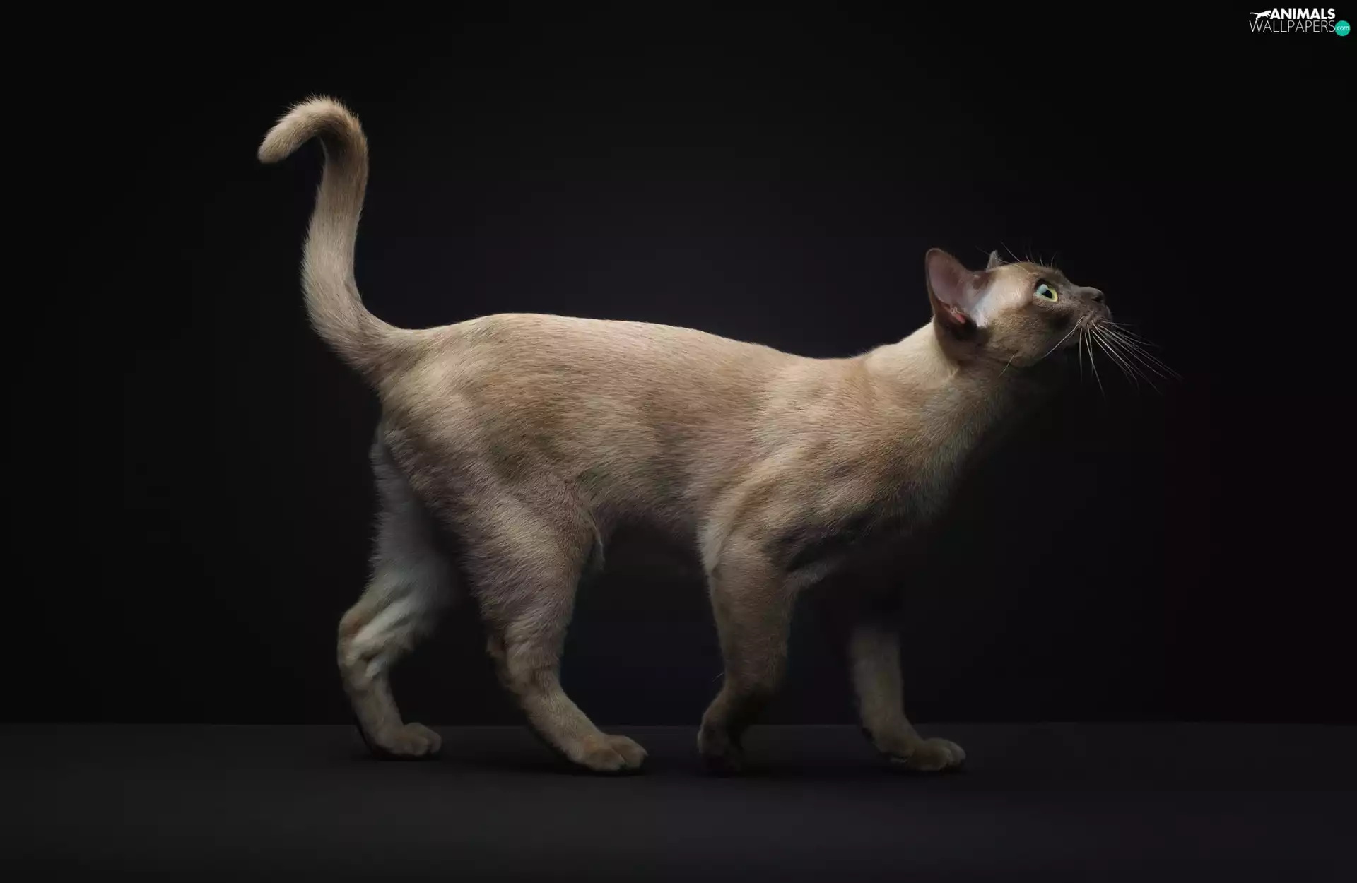 cat, raised, tail, siamese
