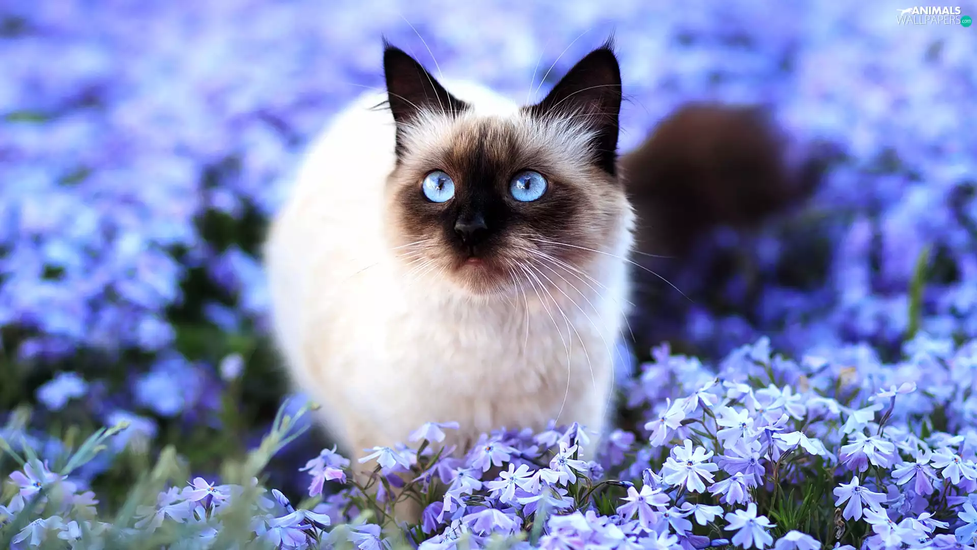 Siamese Cat, Flowers