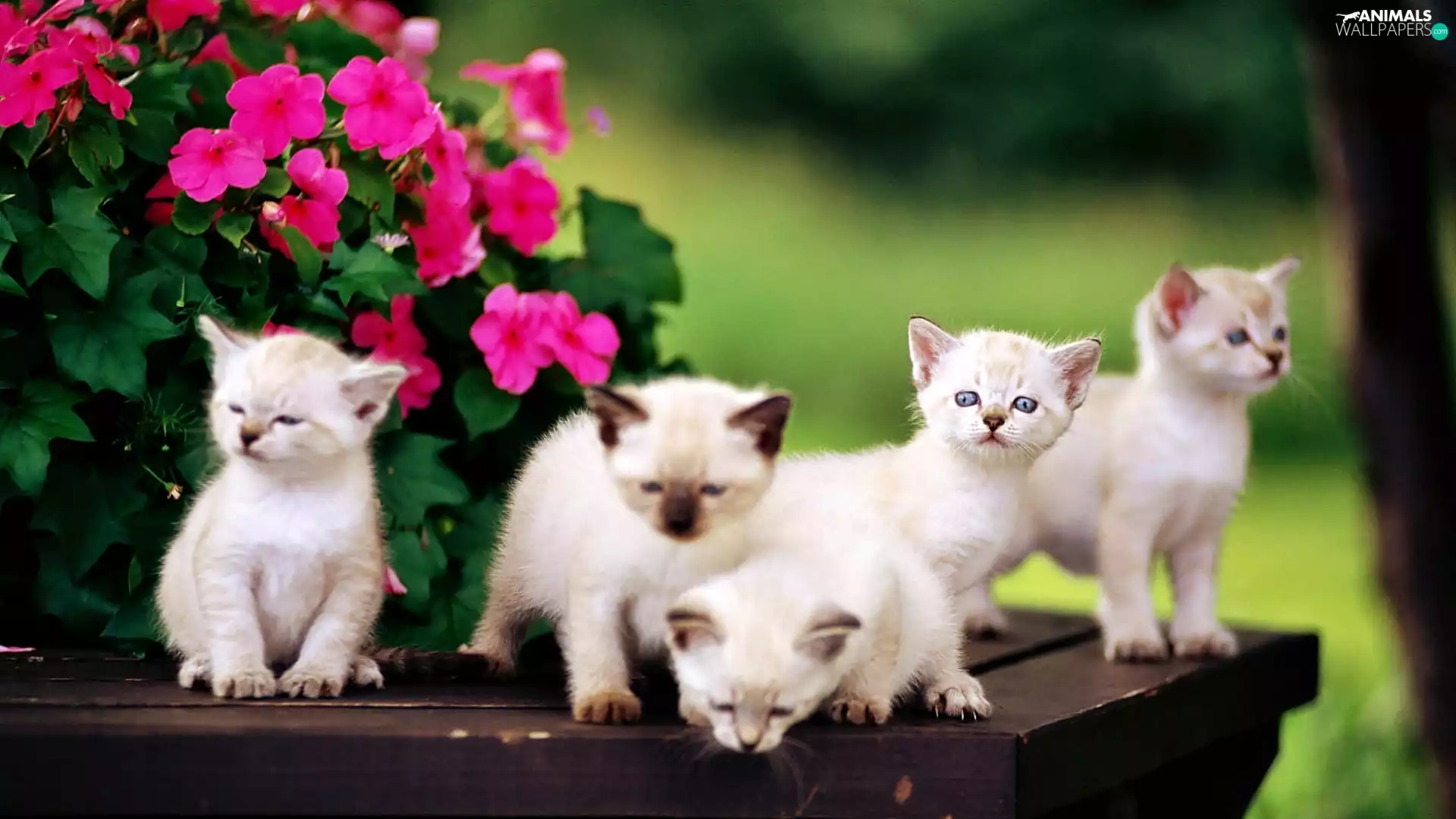 Flowers, summer, puss, Siamese, Bench, Garden