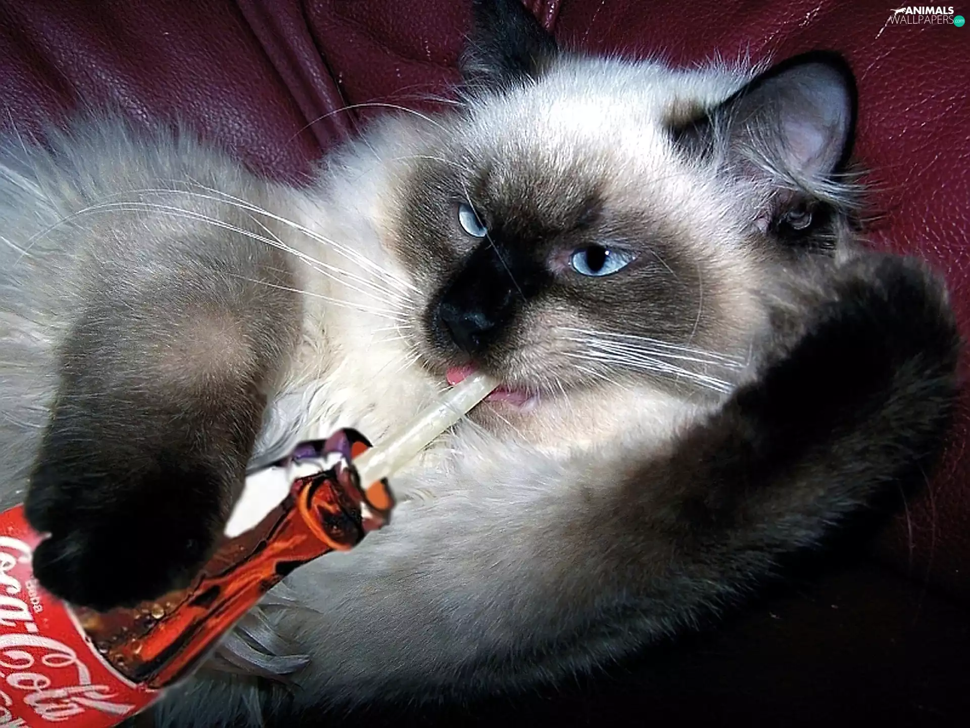 thirsty, Coca Cola, Siamese Cat, kitten