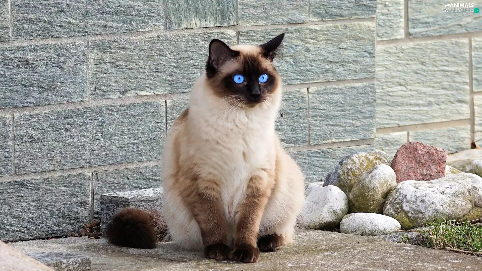 Siamese Cat, Stones