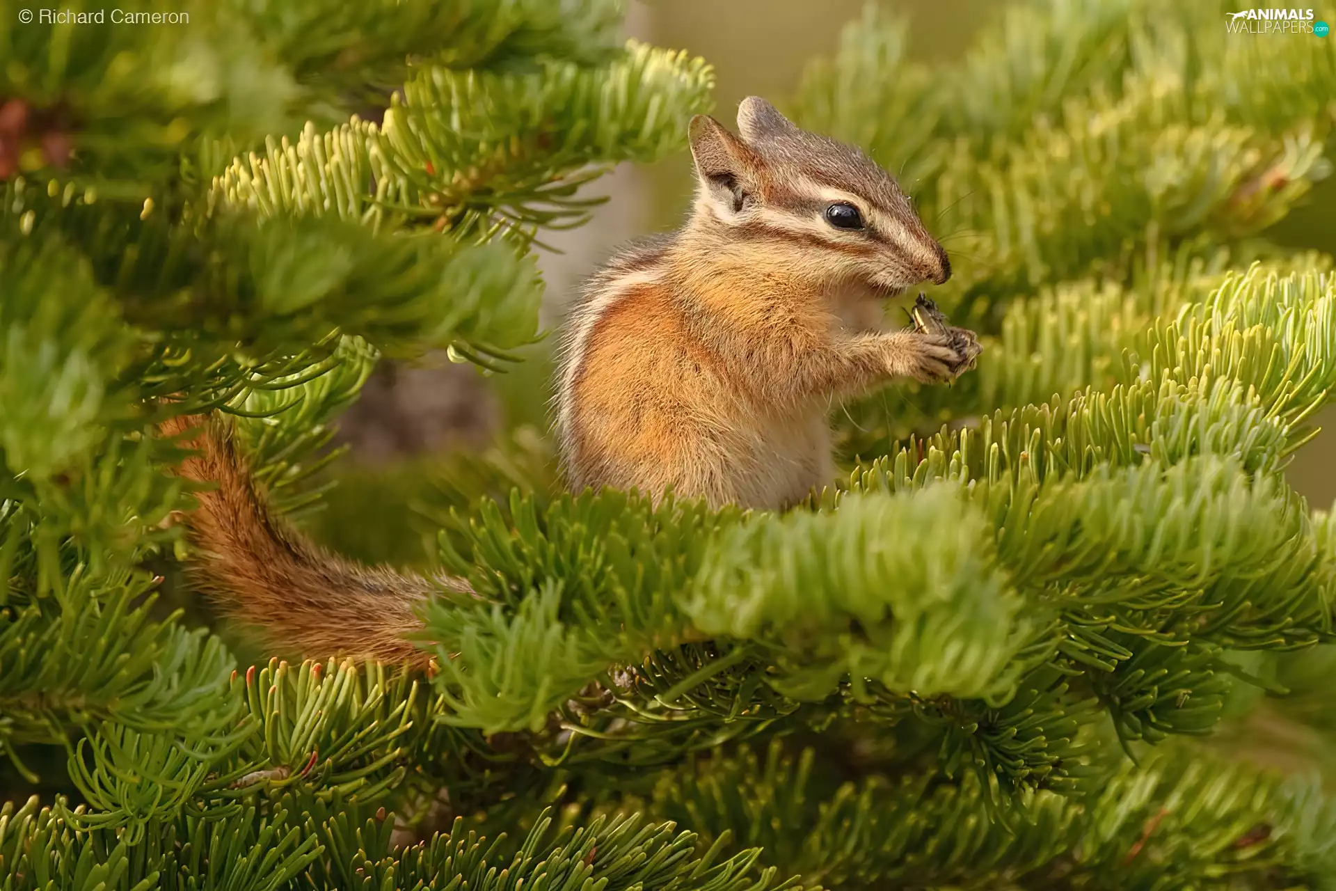 wrestling, Siberian Chipmunk, christmas tree