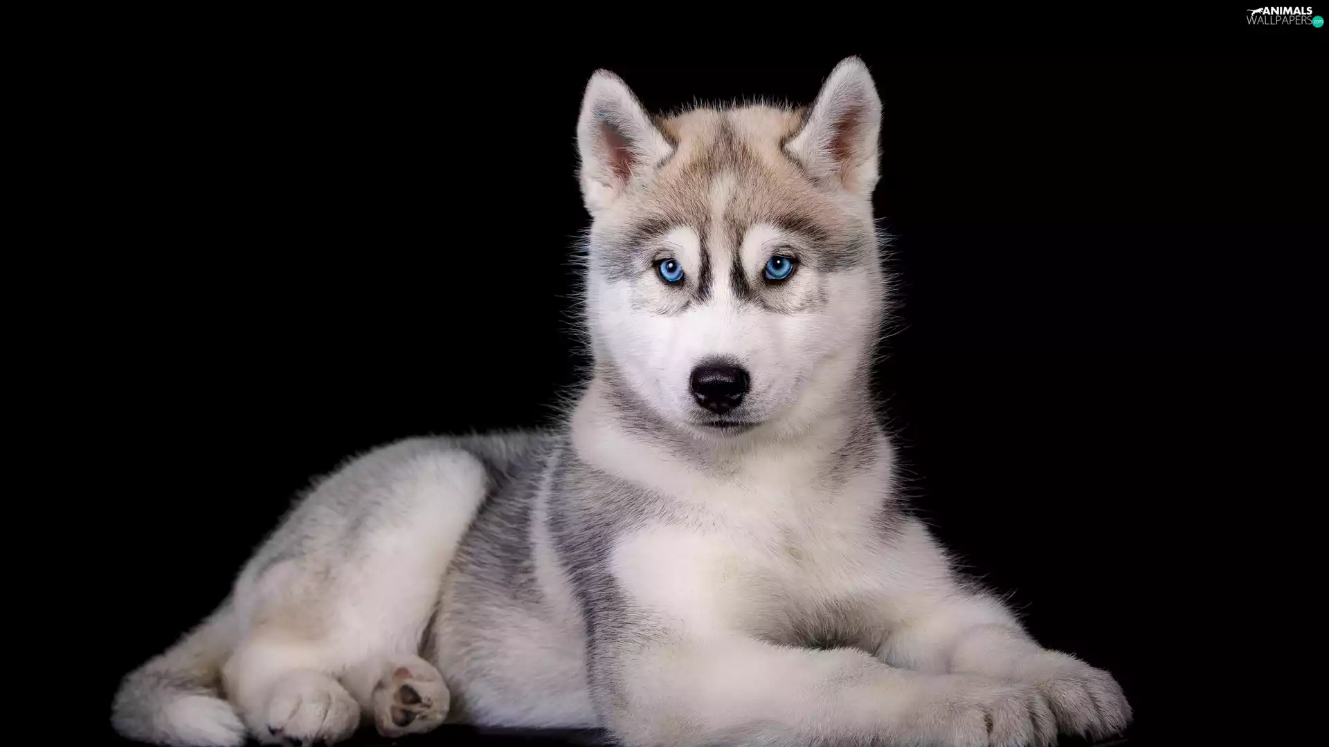 Black, background, Puppy, Siberian Husky, dog
